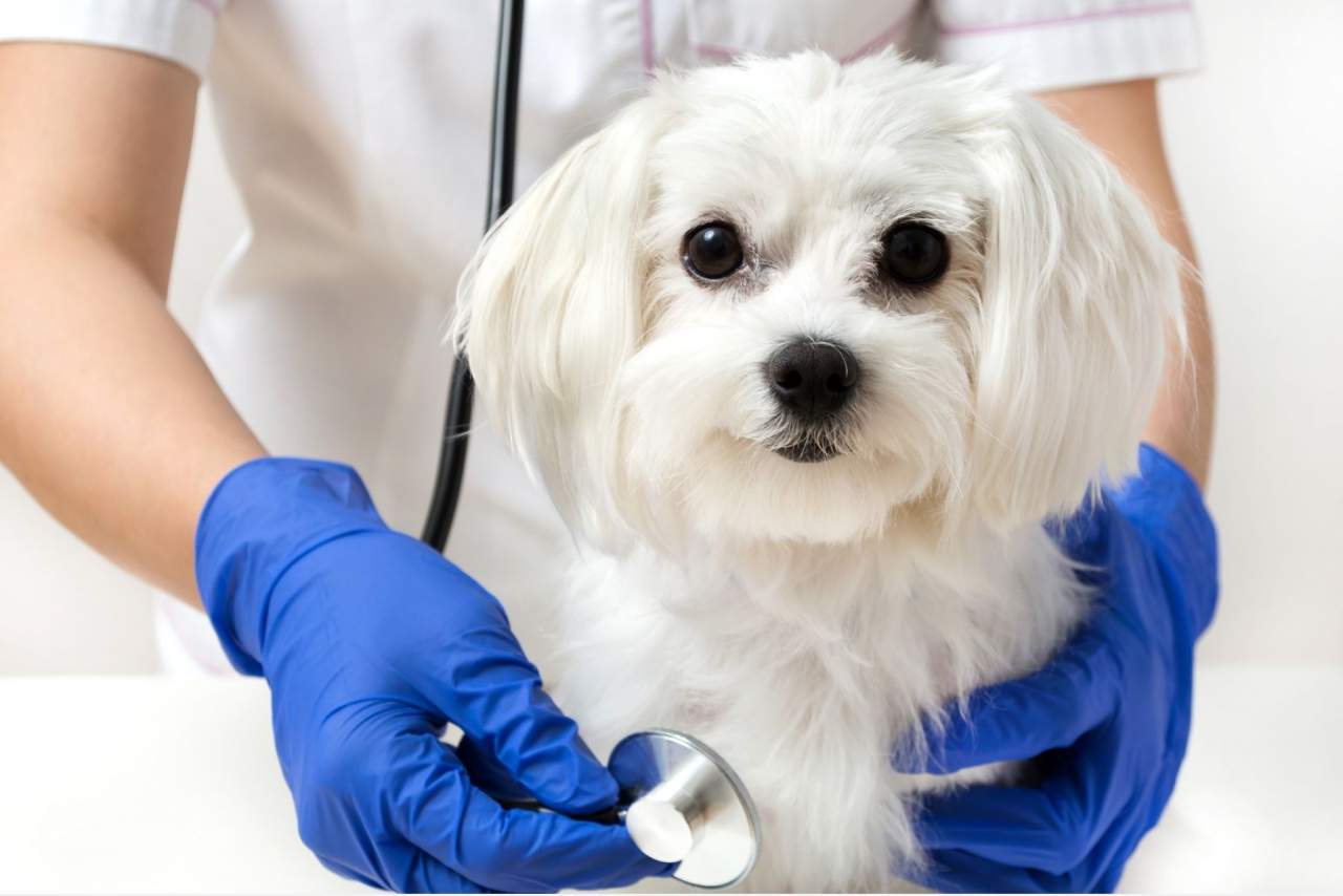 Clínica Veterinaria Algeciras: Los mejores cuidados para mascotas