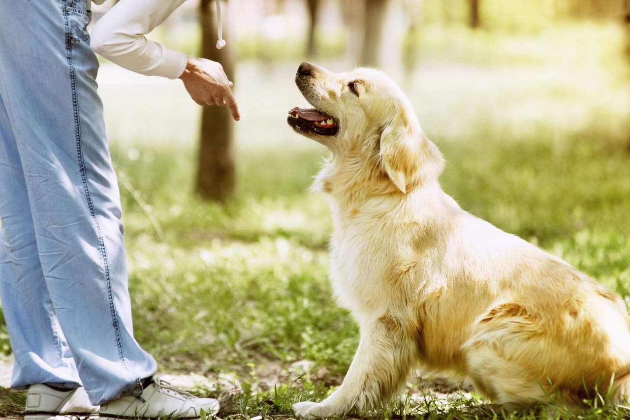 El adiestrador de perros en Zaragoza: Binomium