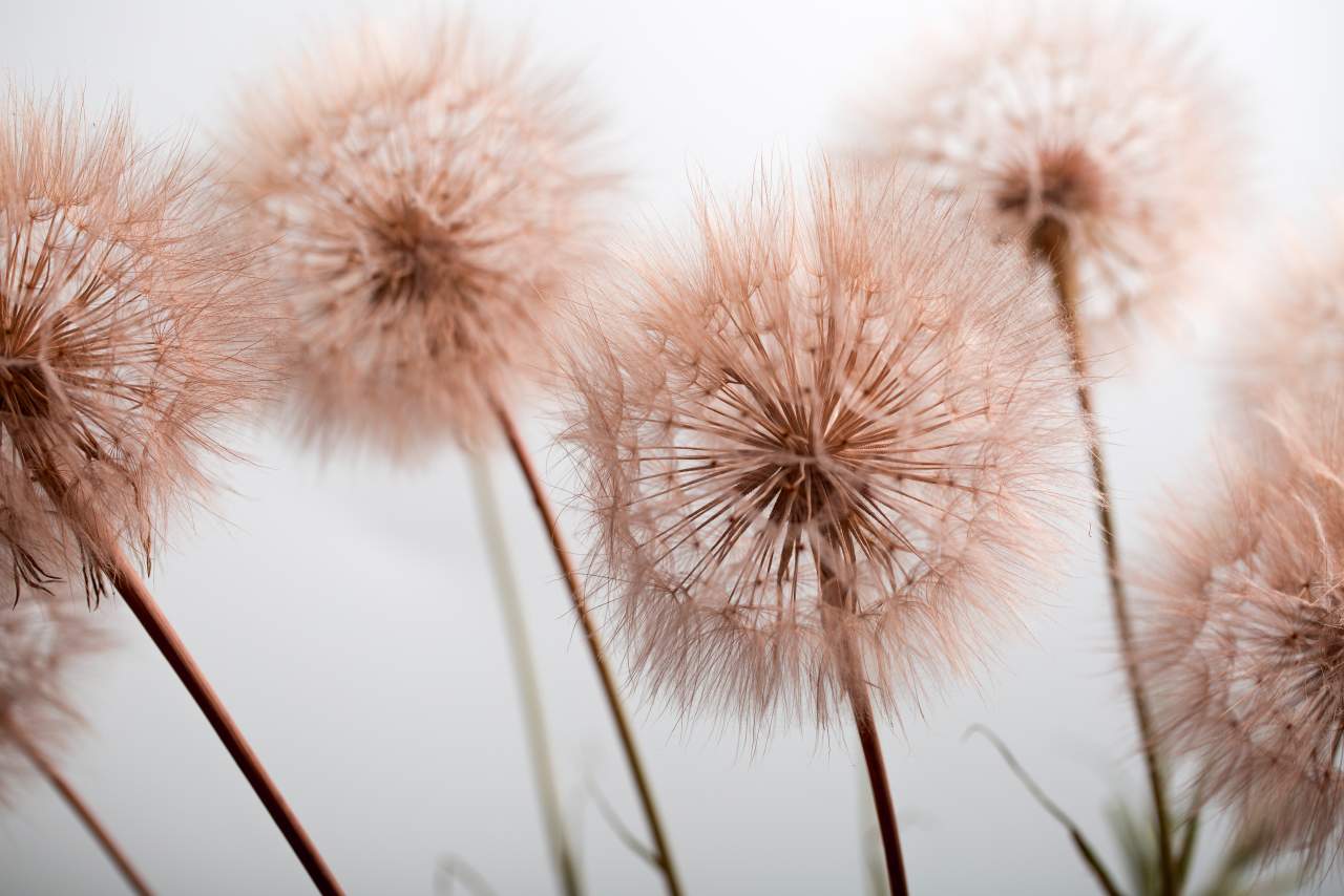 ¿Cuáles son los beneficios de Aromax?