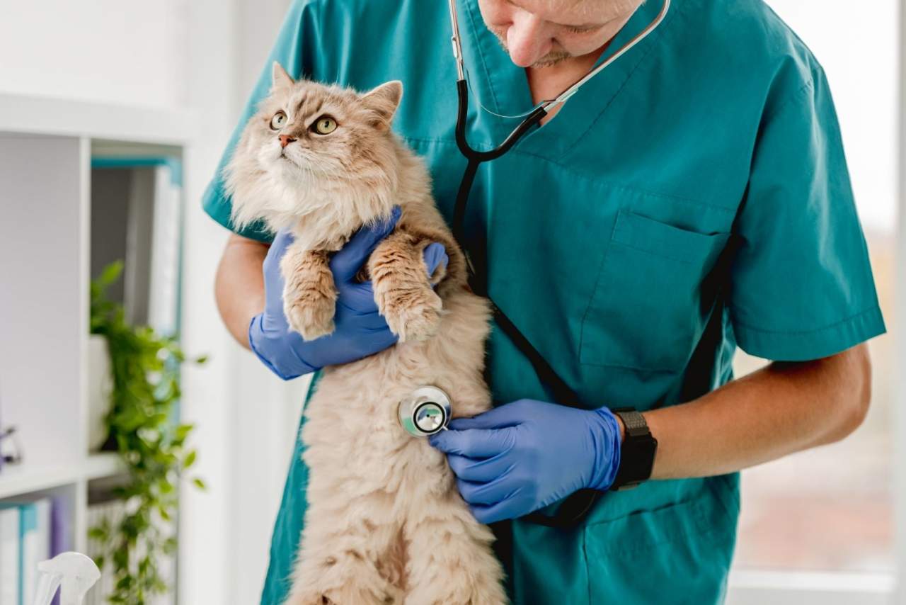 IEEF: FP veterinaria Madrid