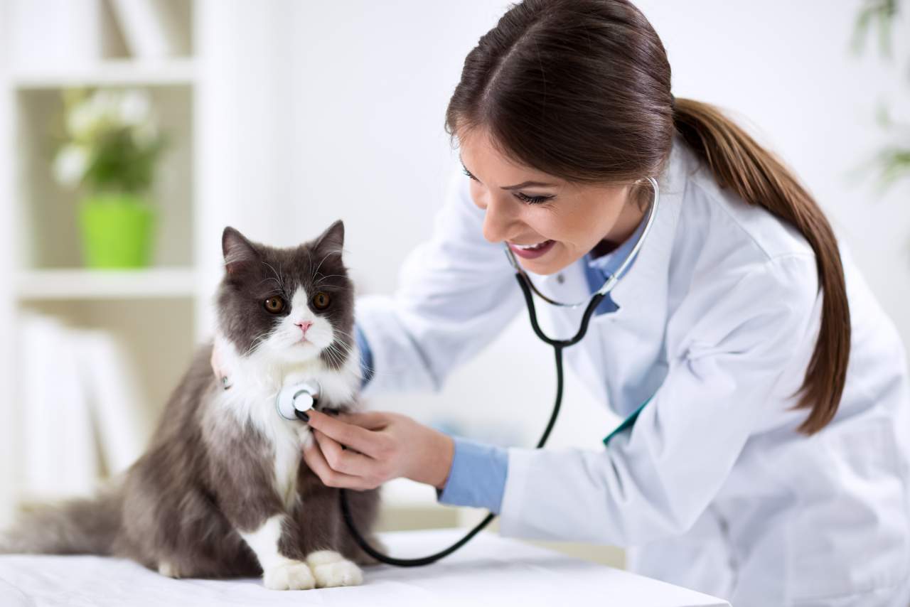 PetClinic crea un software veterinario que ayuda a la reducción del uso de papel