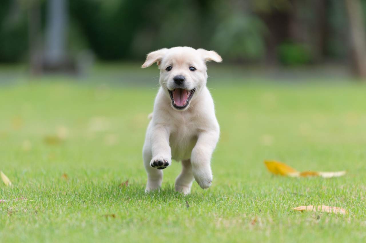 Factor Amigo, el adiestrador de perros en Zaragoza