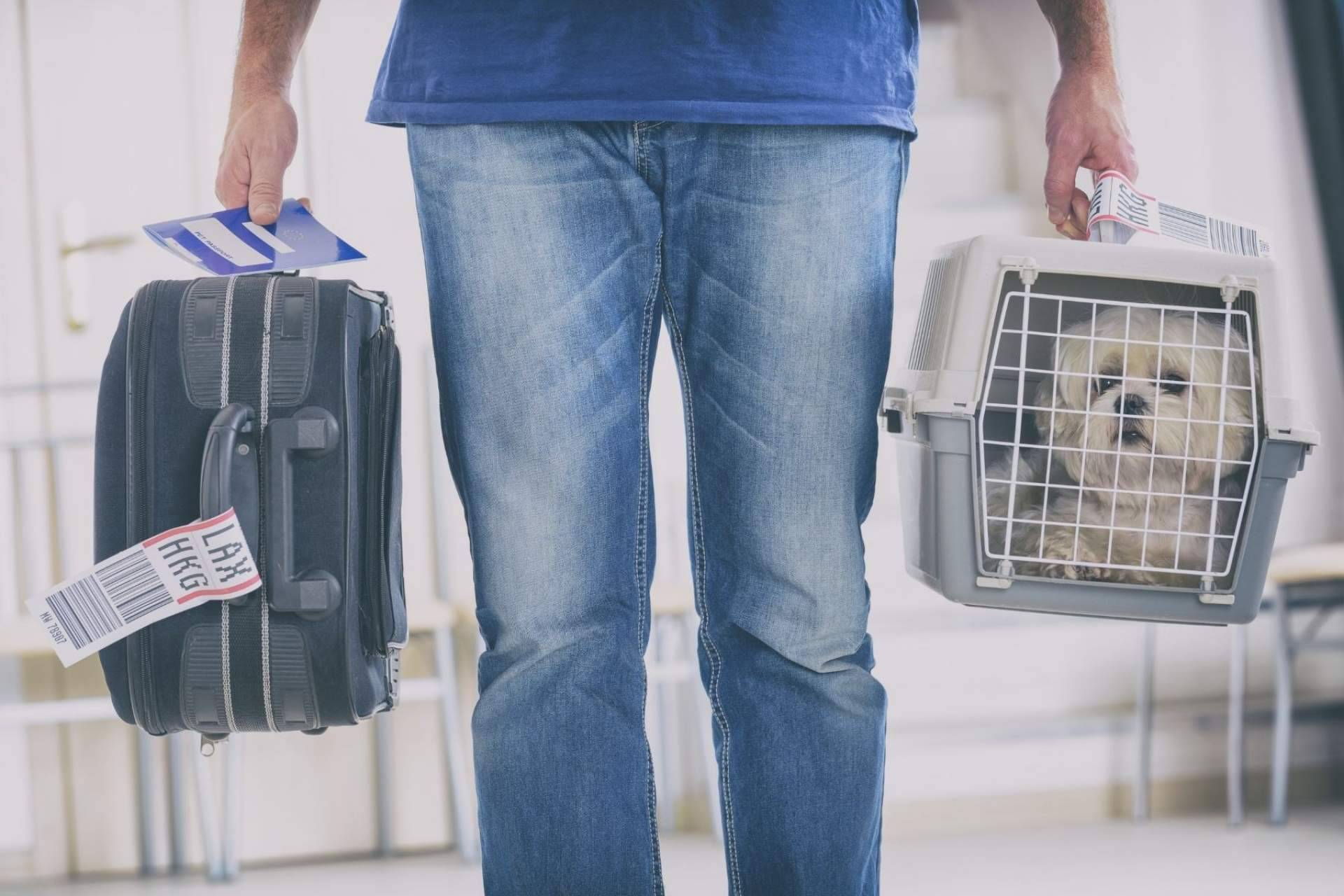 Animalzone ofrece múltiples productos que promueven que las vacaciones y las mascotas no sean incompatibles