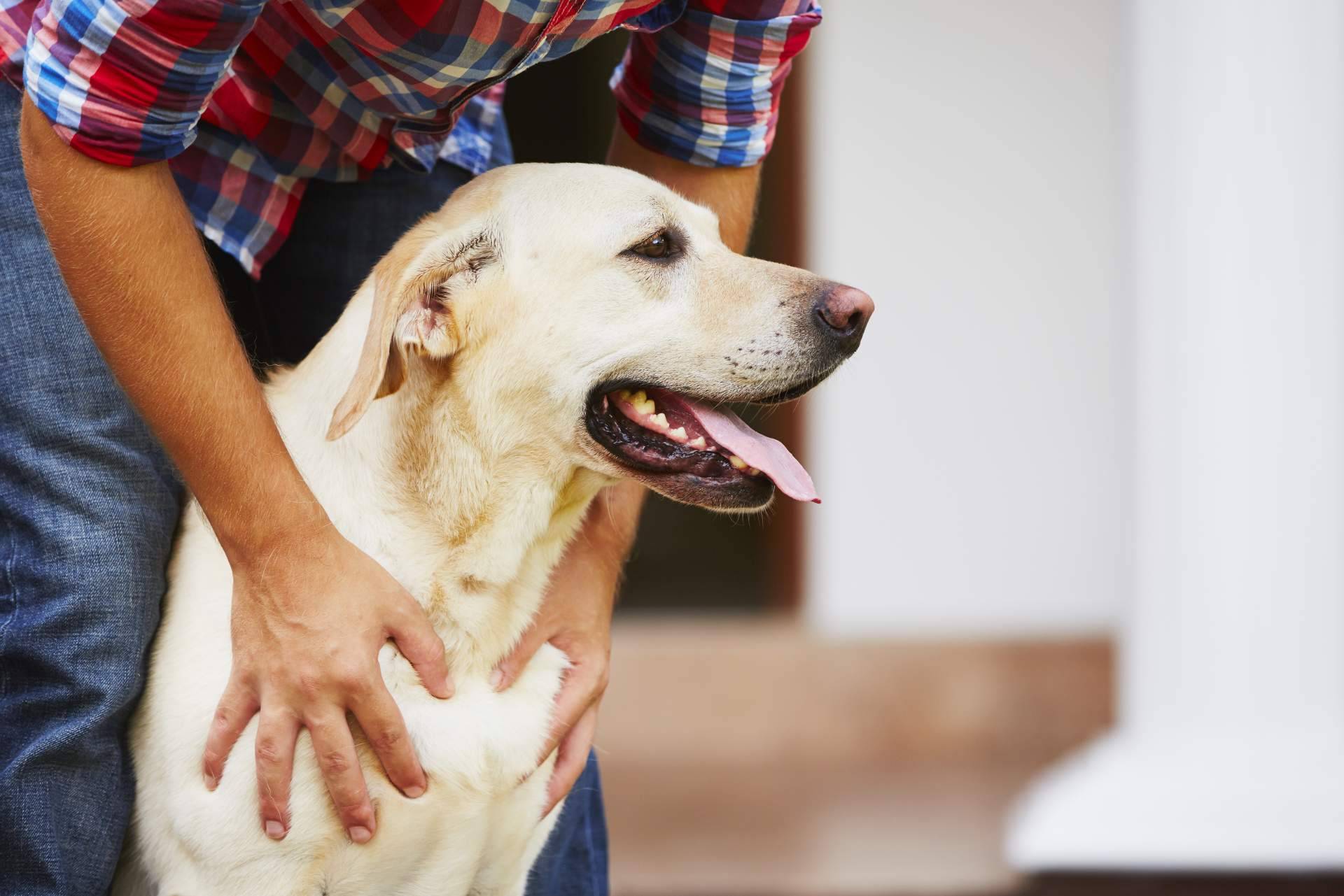 ¿Qué ofrecen los cursos certificados gratuitos de nutrición, psicología y adiestramiento caninos de Wolves Legacy?