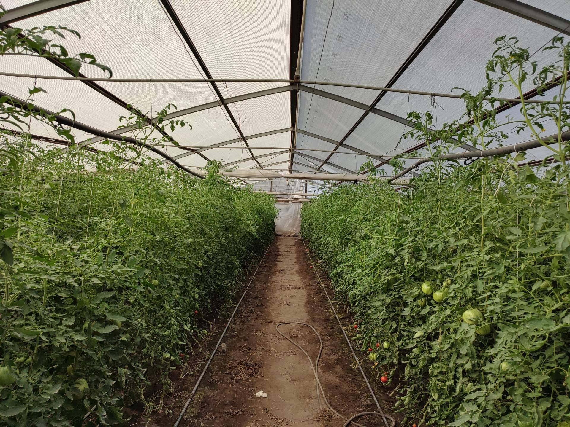 Malla termodifusora con partículas de aluminio: mejorar la calidad de los cultivos gracias a la compañía AGRALIA