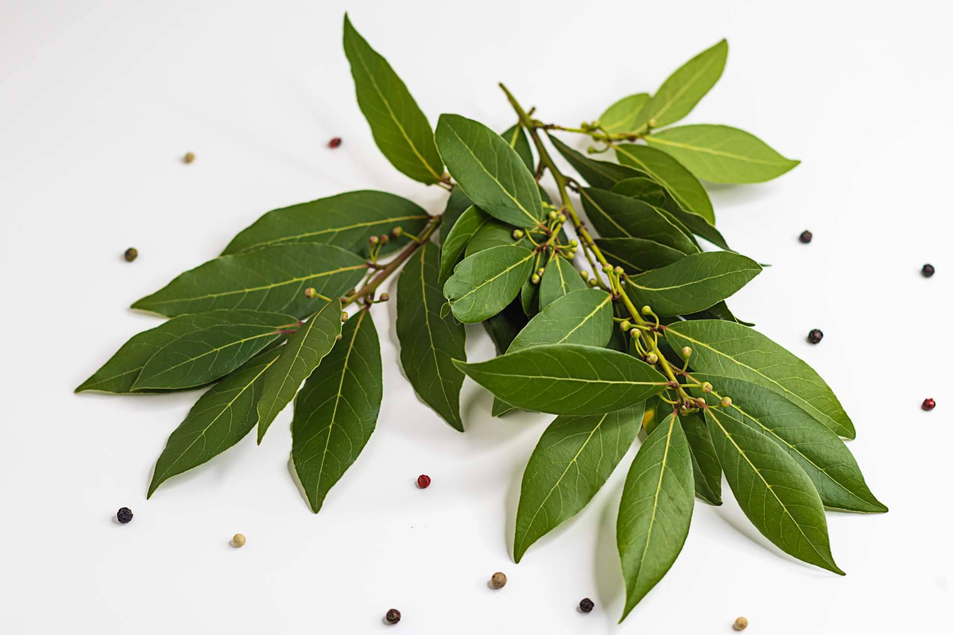 ¿Cuáles son los beneficios del cardamomo y del laurel? Enubien
