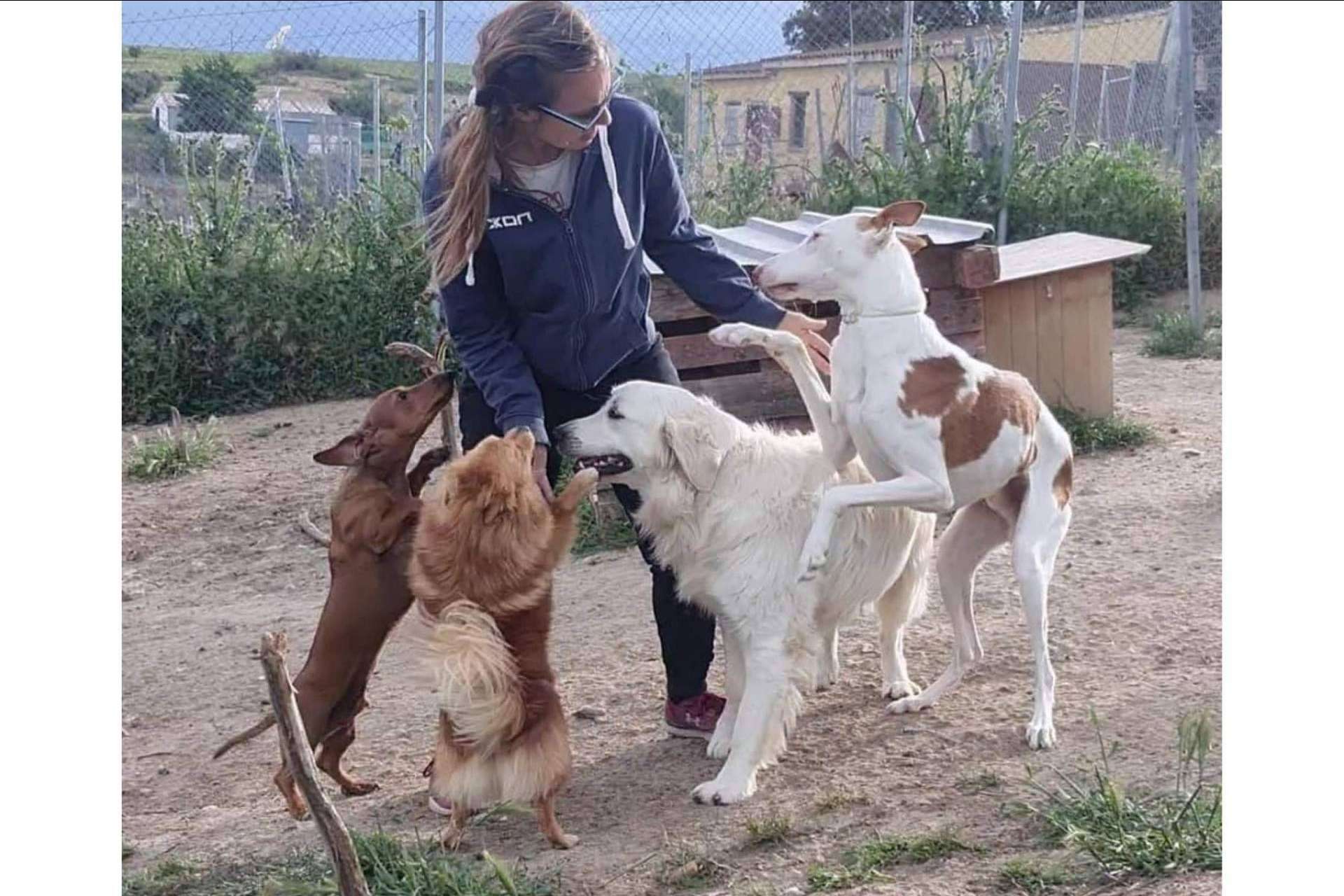 En PERROBUENO las mascotas están como en casa, libres y sin jaulas