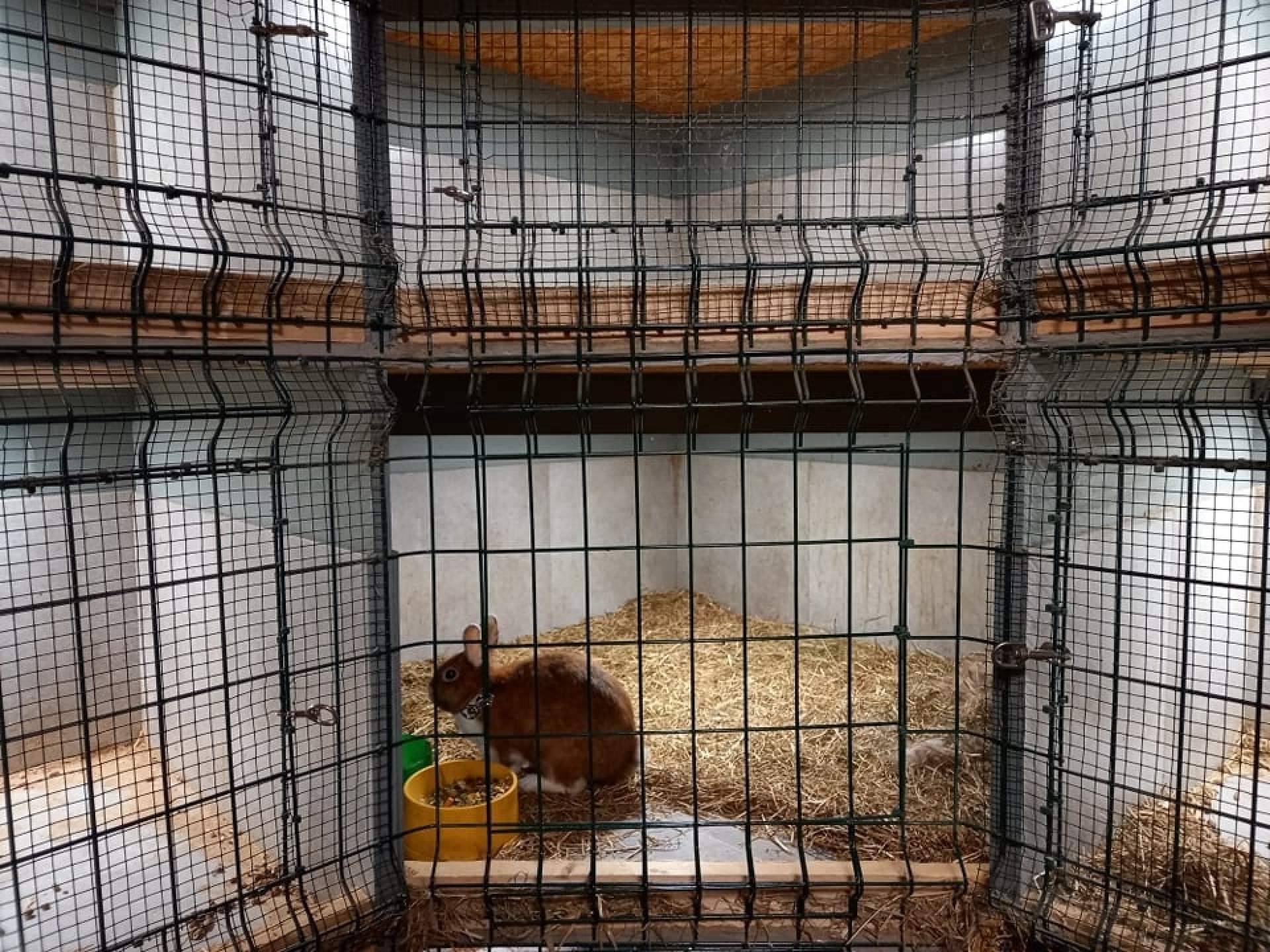 ¿Dónde encontrar un hotel de mascotas en Irún?: Amaita Mascotas