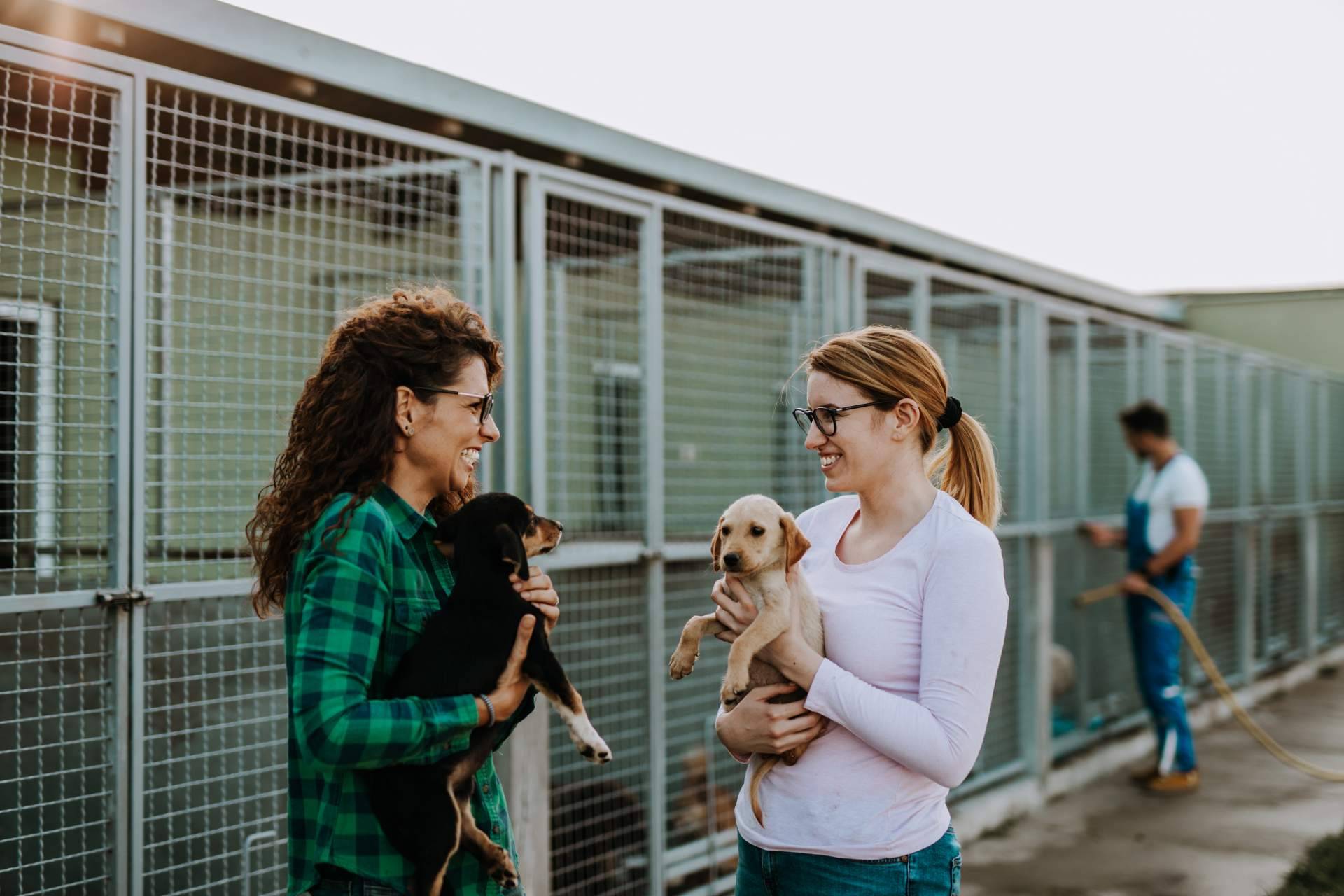 Nace el proyecto Adopta un Animal para ayudar a protectoras y asociaciones de animales en Madrid