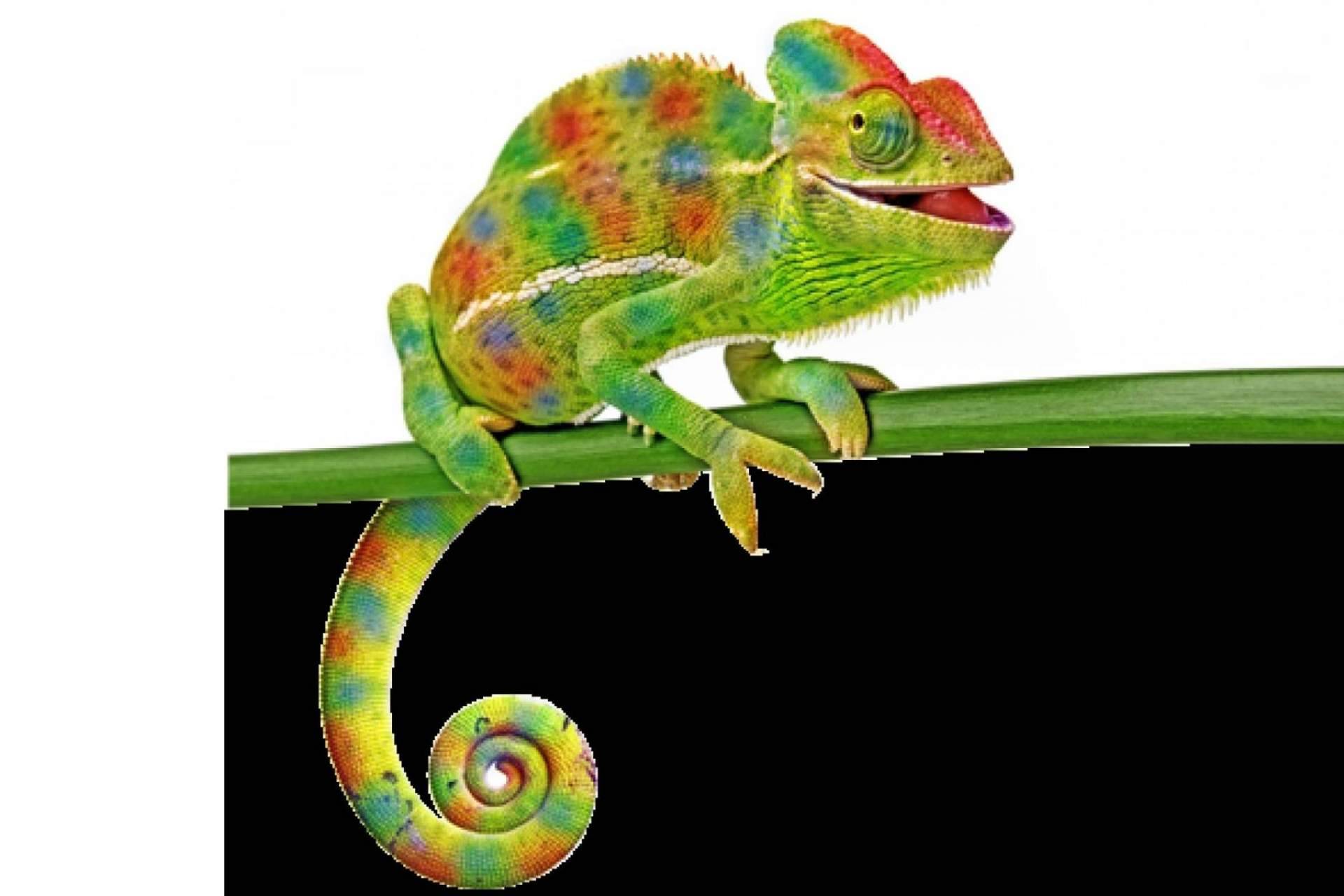 ¿Qué se debe saber a la hora de tener reptiles como mascota?, por Animalzone