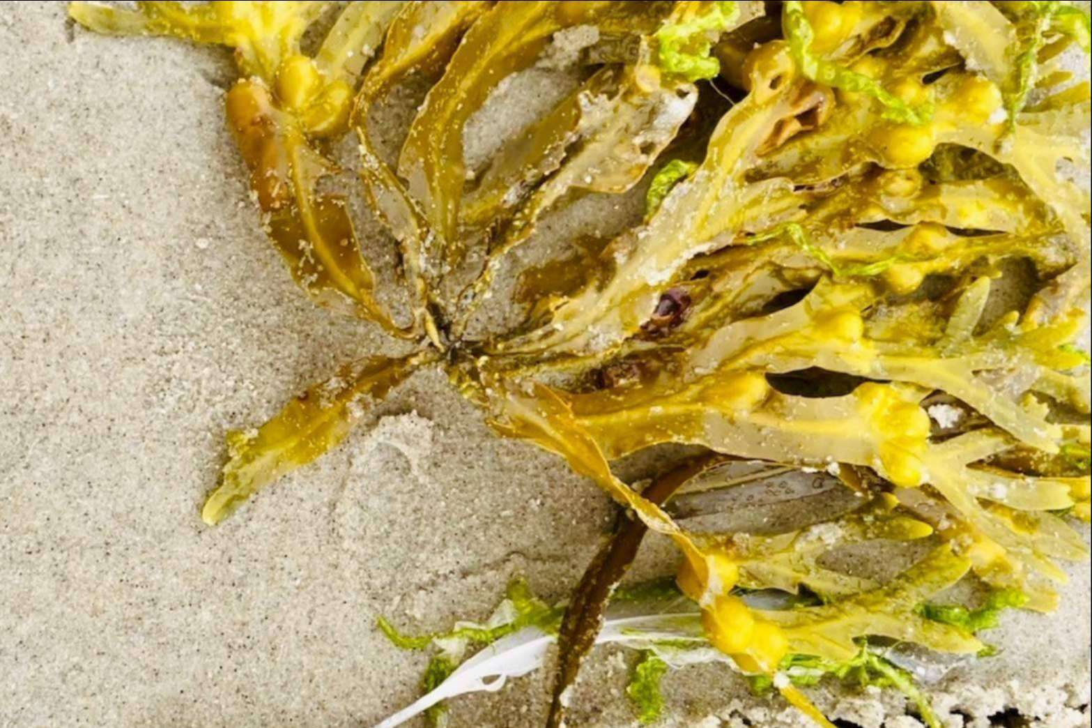 Los A-efectos del Fucoidan que garantizan la salud cardiovascular, celular y de microbiota