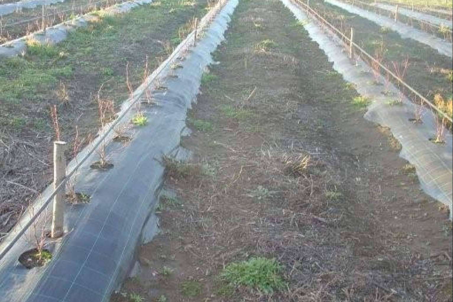 ¿Qué es el tejido cubresuelos Agrisoil?: Agralia