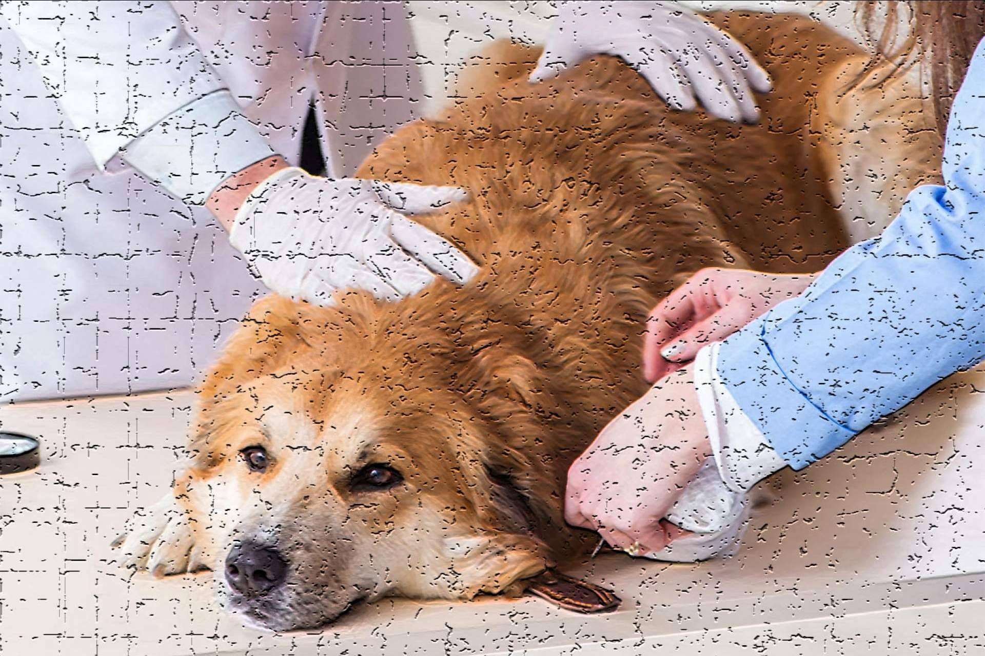 ¿Por qué no se debería incluir condroprotectores en los piensos para perros? Wolves Legacy Dog Food