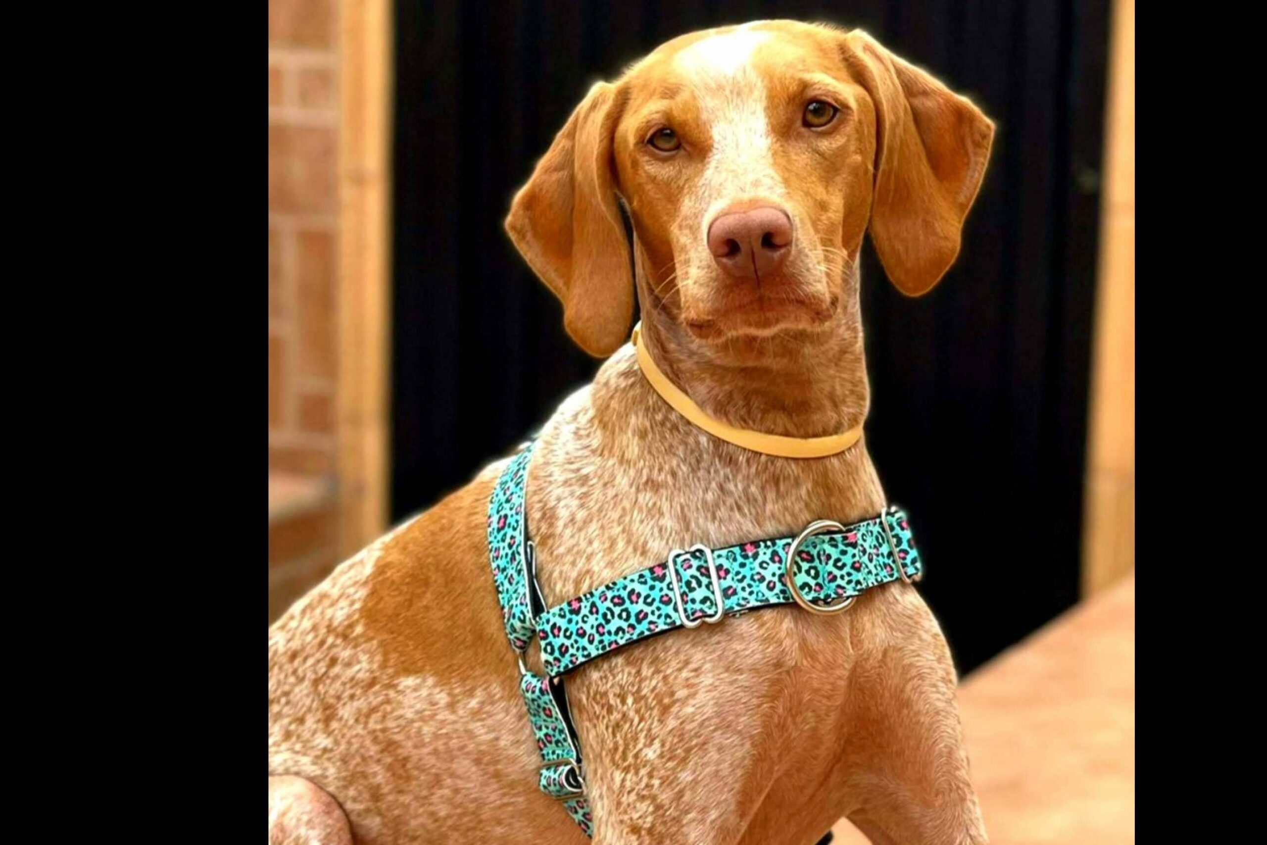 Hacer deporte con la mascota es sencillo con la correa doble multi-posición de Patitas Barcelona