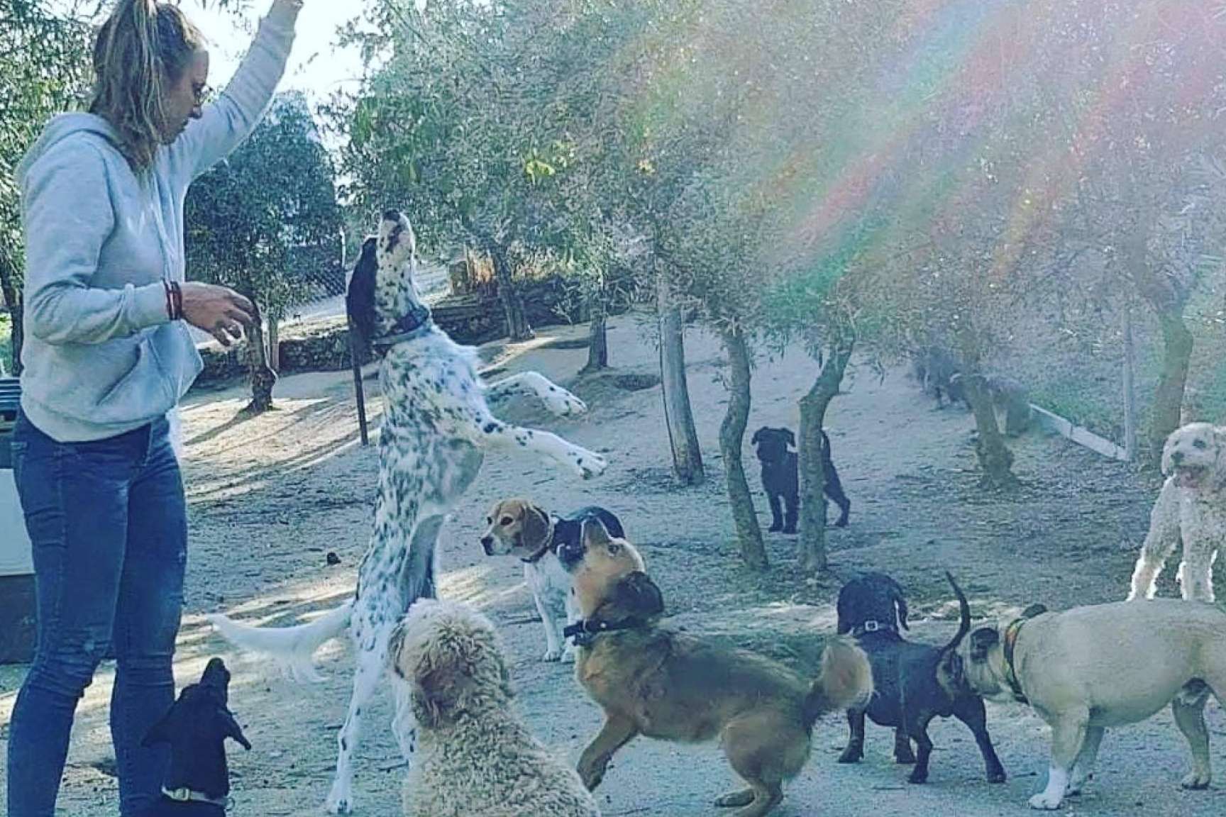 ¿Cómo conseguir que  los mejores amigos del hombre no se queden solos en casa todo el día? La guardería de día de PERROBUENO