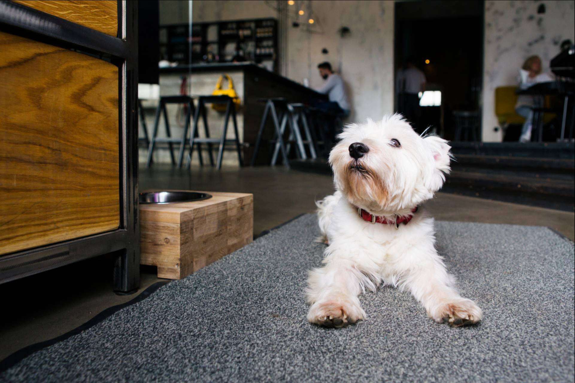 Los menús caninos, una de las propuestas más innovadoras de la mano de DoggieSnax De Tapas Con Mi Perro