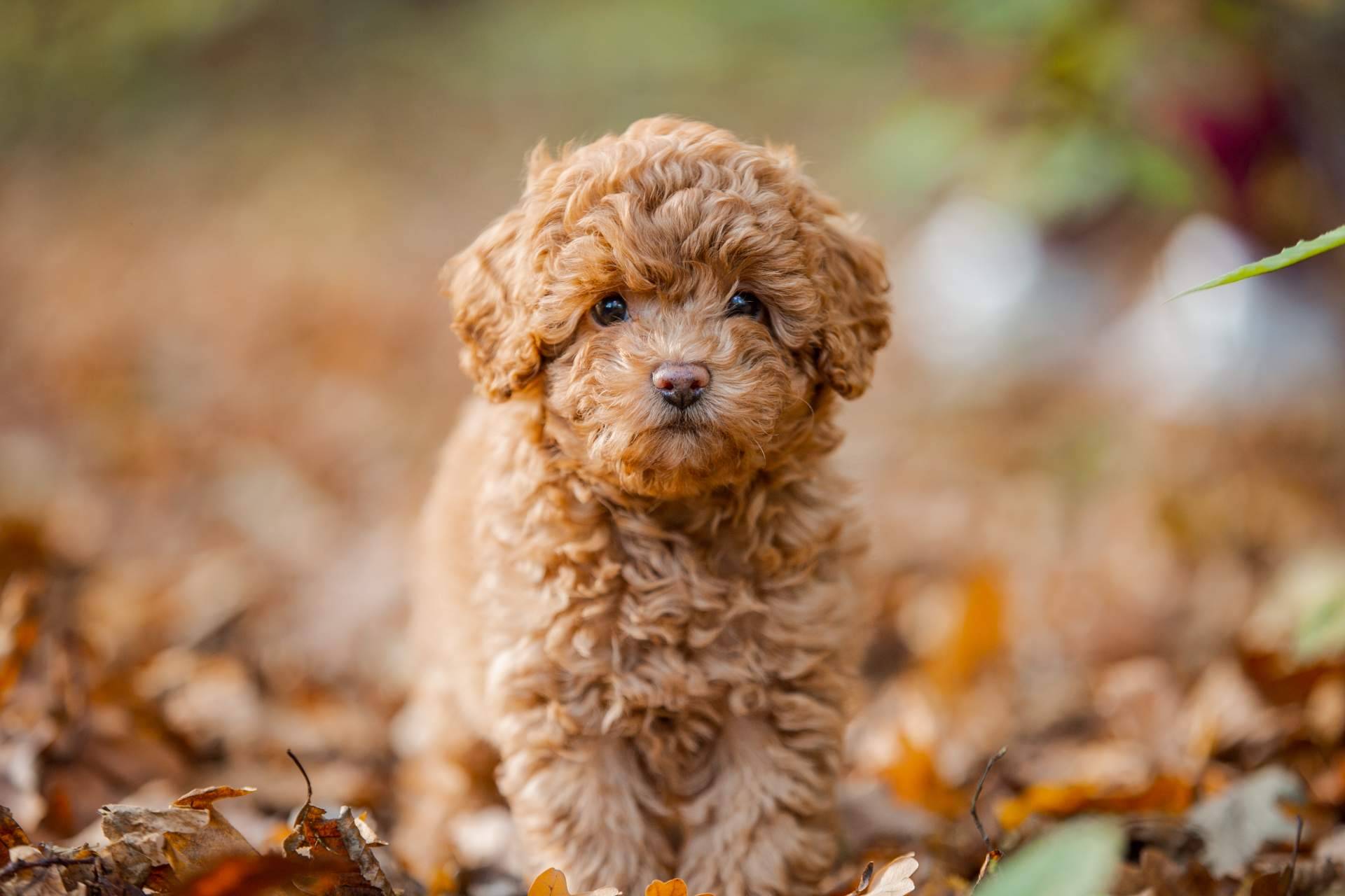 101 Cachorros permite adquirir cachorros de diferentes razas