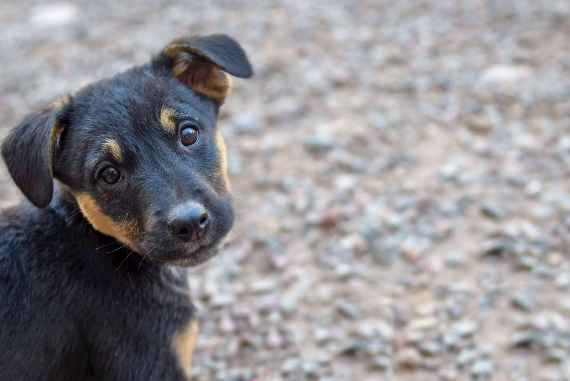 El buscador de animales en adopción Adopta Un Animal