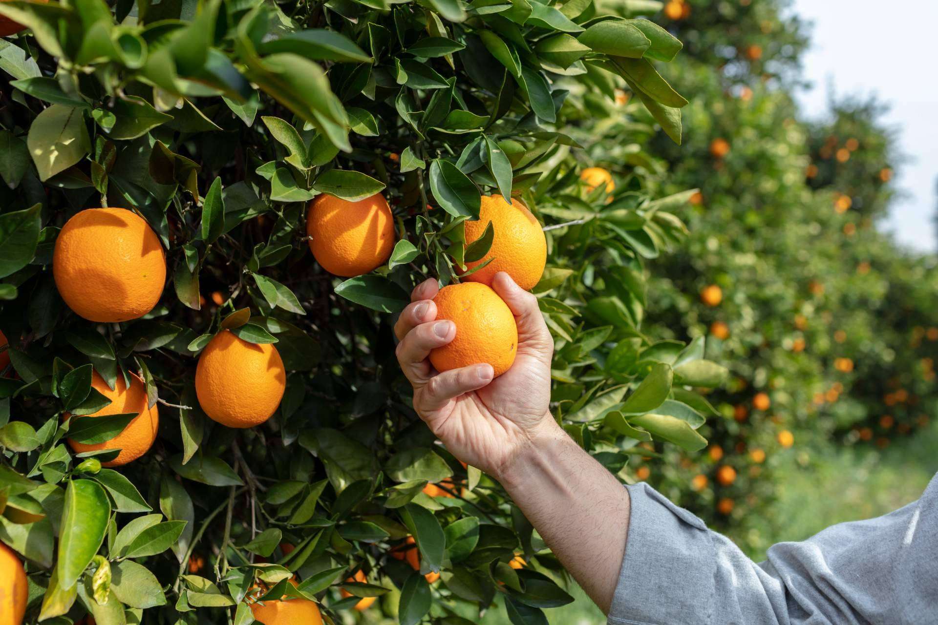 ¿Por qué comprar naranjas de zumo en Finca el Carraixet ?