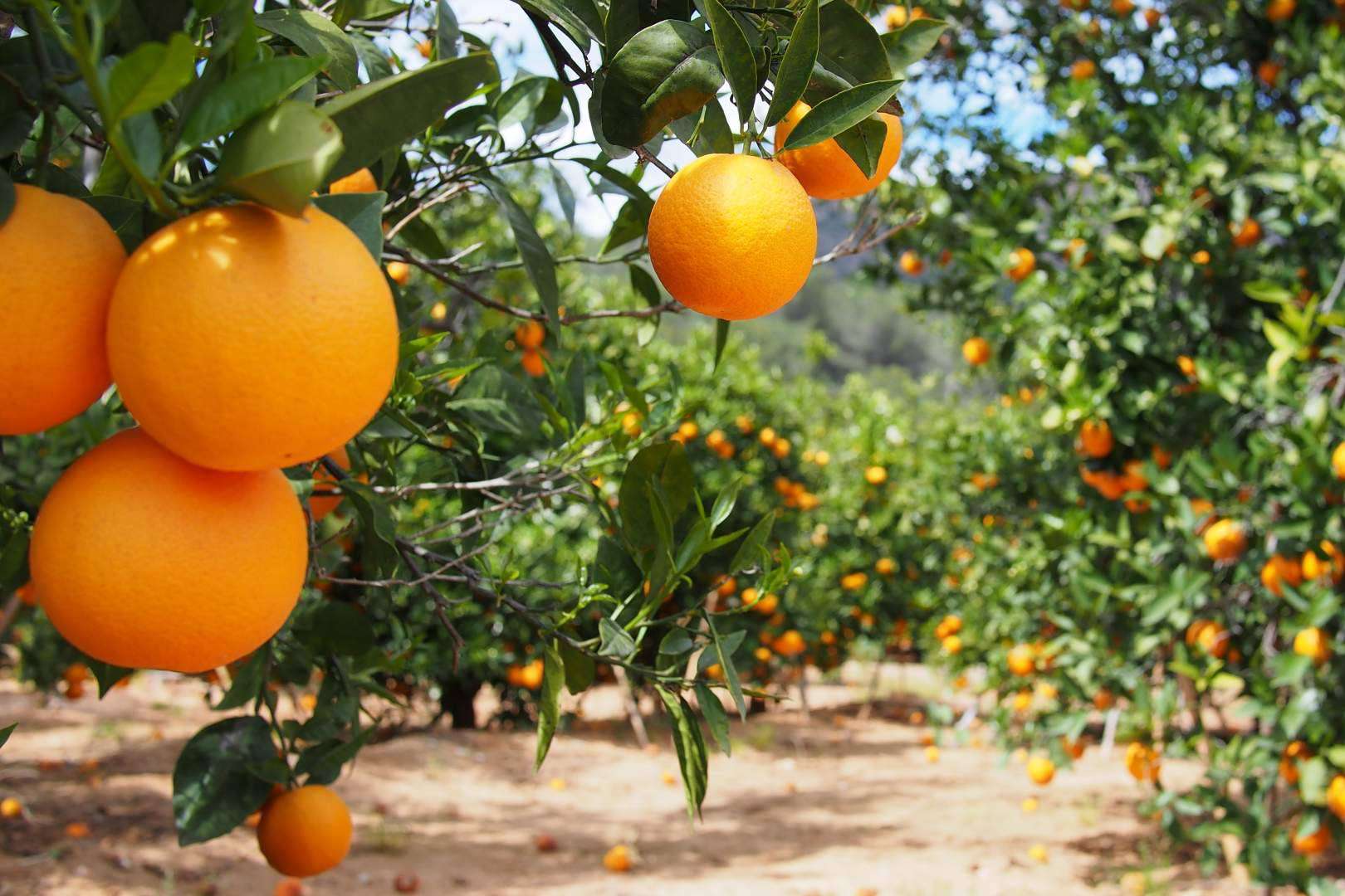 Sabor a Naranjas dispone de naranjas totalmente naturales en su página web