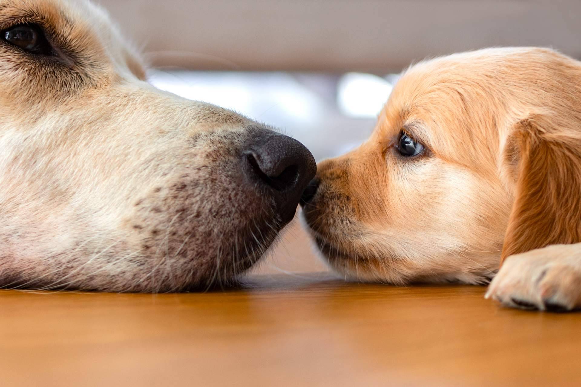 La importancia de comprar cachorros sanos en una tienda de confianza como 101 Cachorros