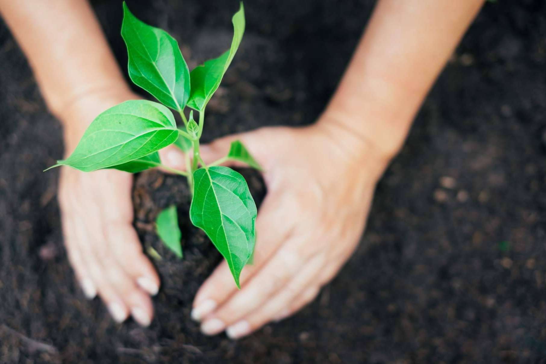 El dispositivo innovador que utiliza energía renovable para limpiar la contaminación del aire y obtener tokens, GreenAir