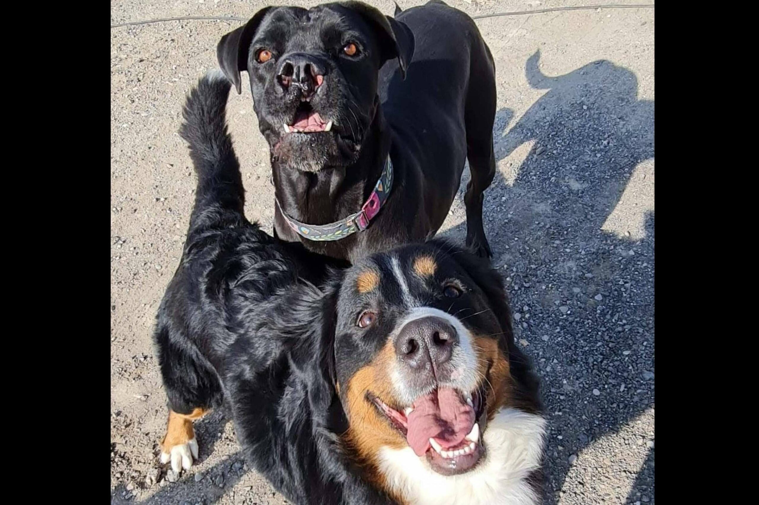 Los servicios de una guardería de día para perros, por PERROBUENO