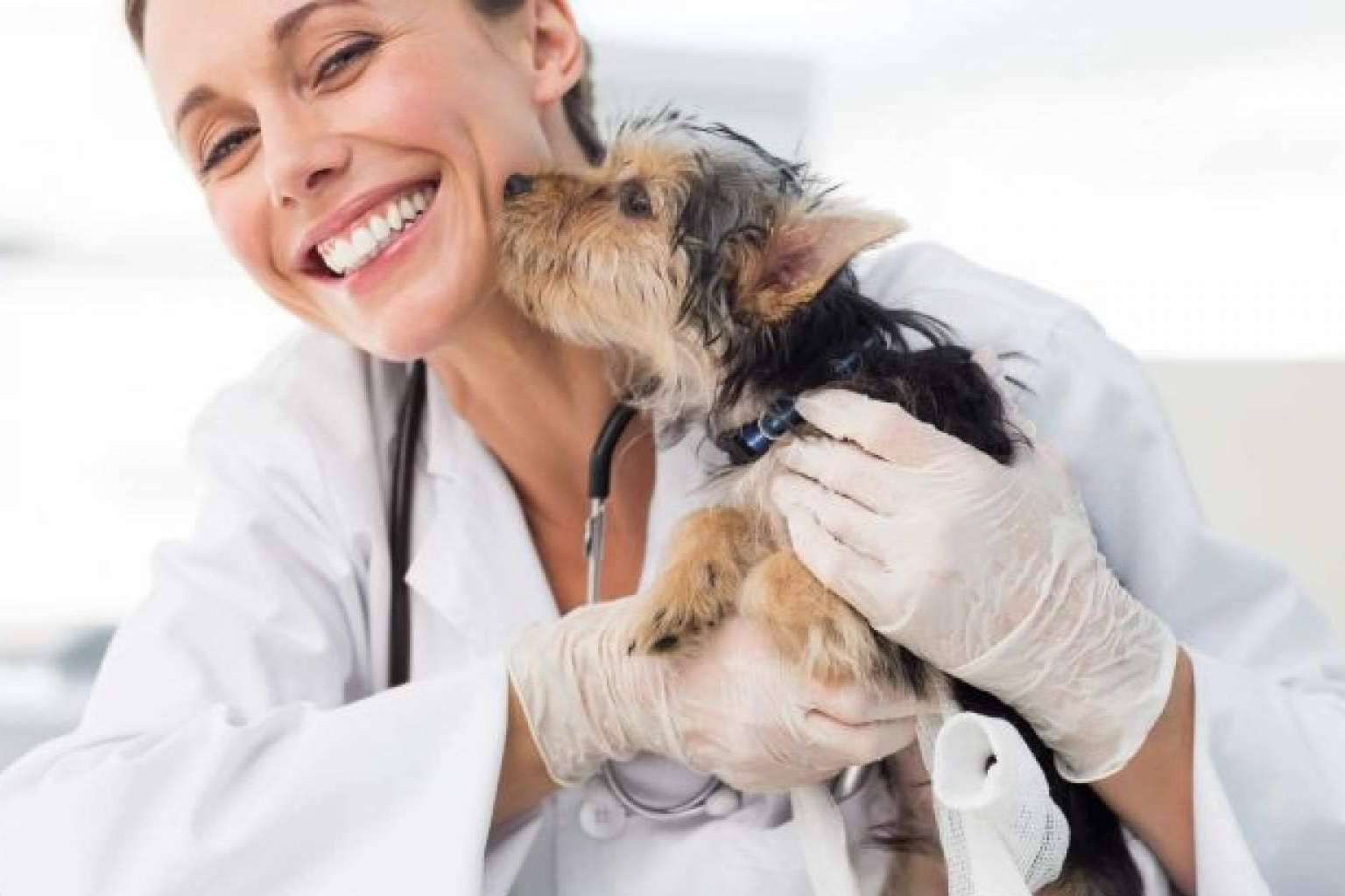 Adeslas Mascotas protege la salud de las mascotas y de sus dueños con su seguro para perros y gatos