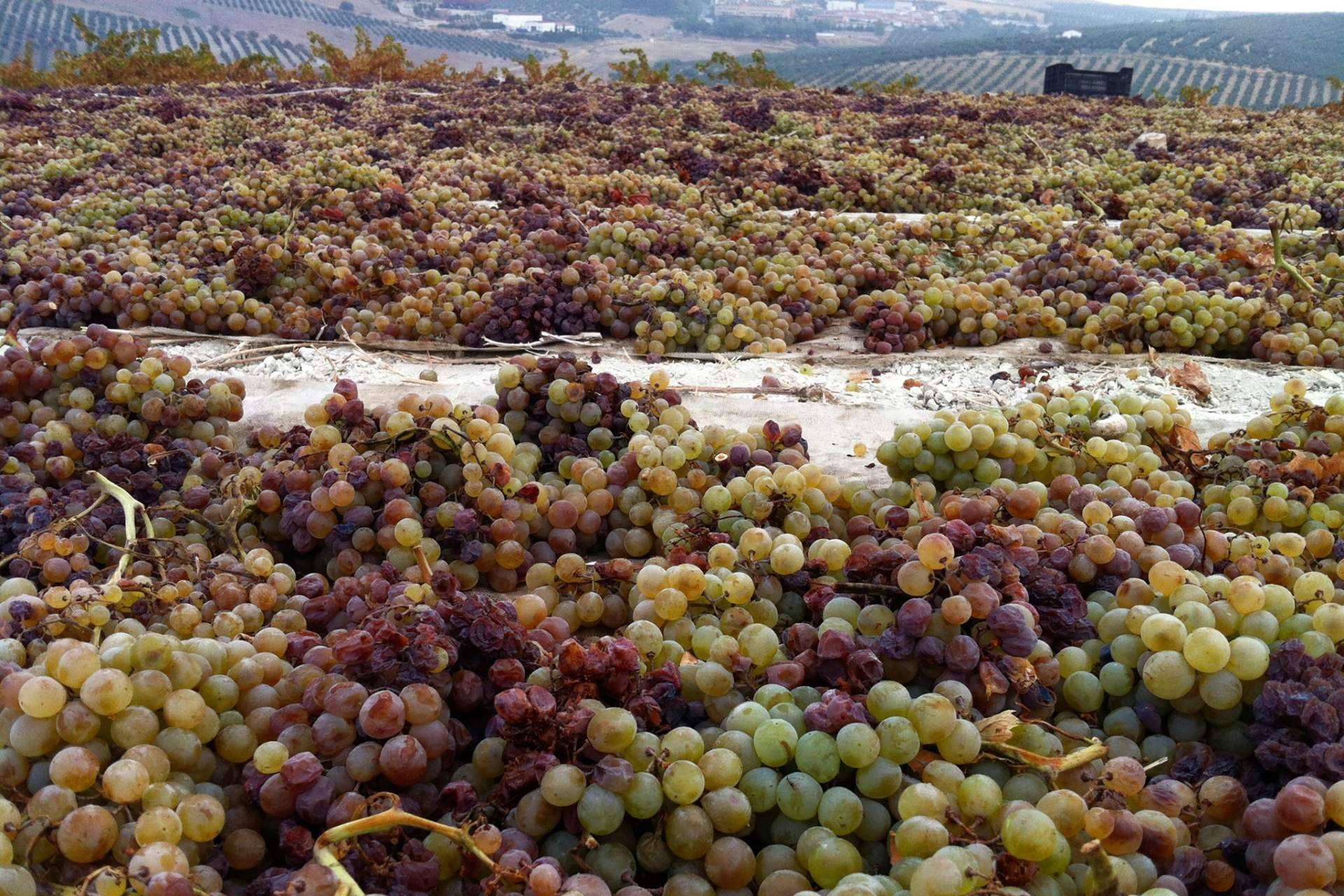 Bodegas Robles, el origen del vino ecológico