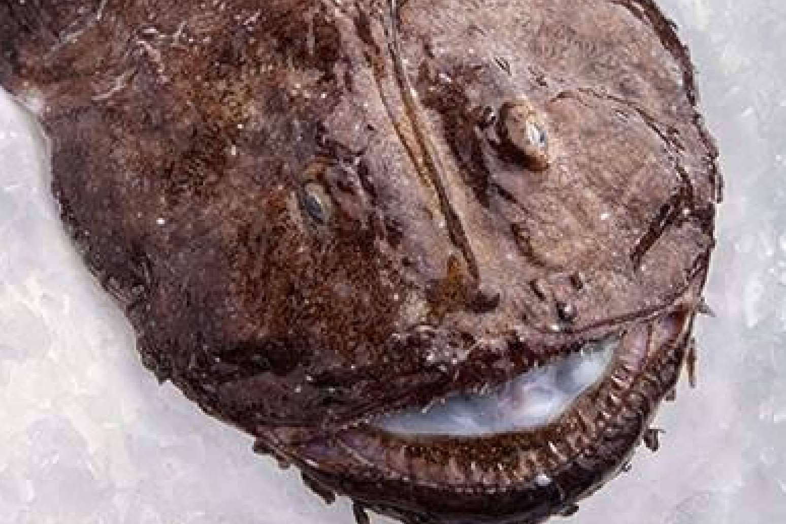 ¿Dónde adquirir pescados, mariscos, moluscos y vinos?