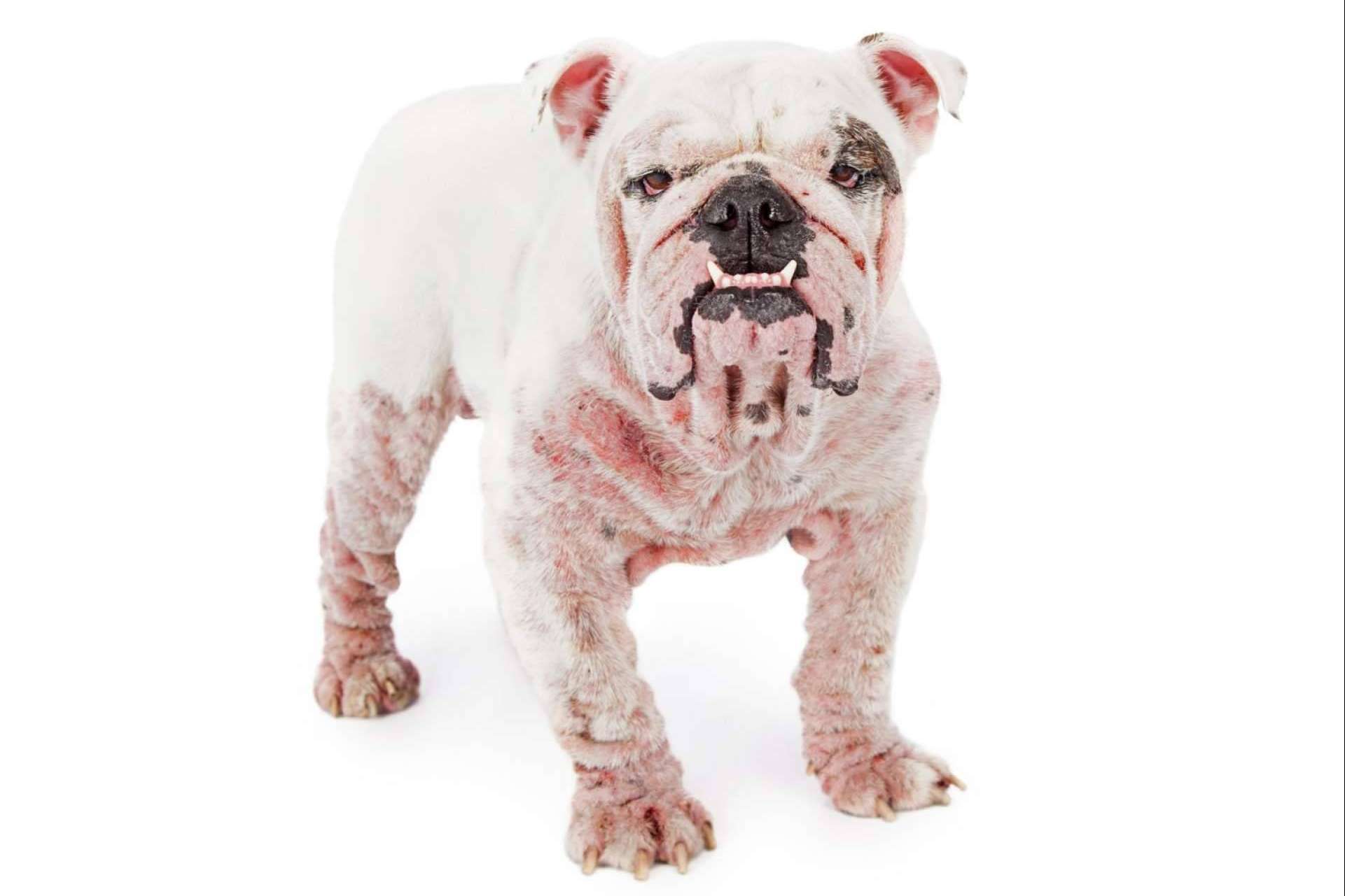 Perro con intolerancia, perro con dermatitis, perro alérgico. Lo que hay que saber.
