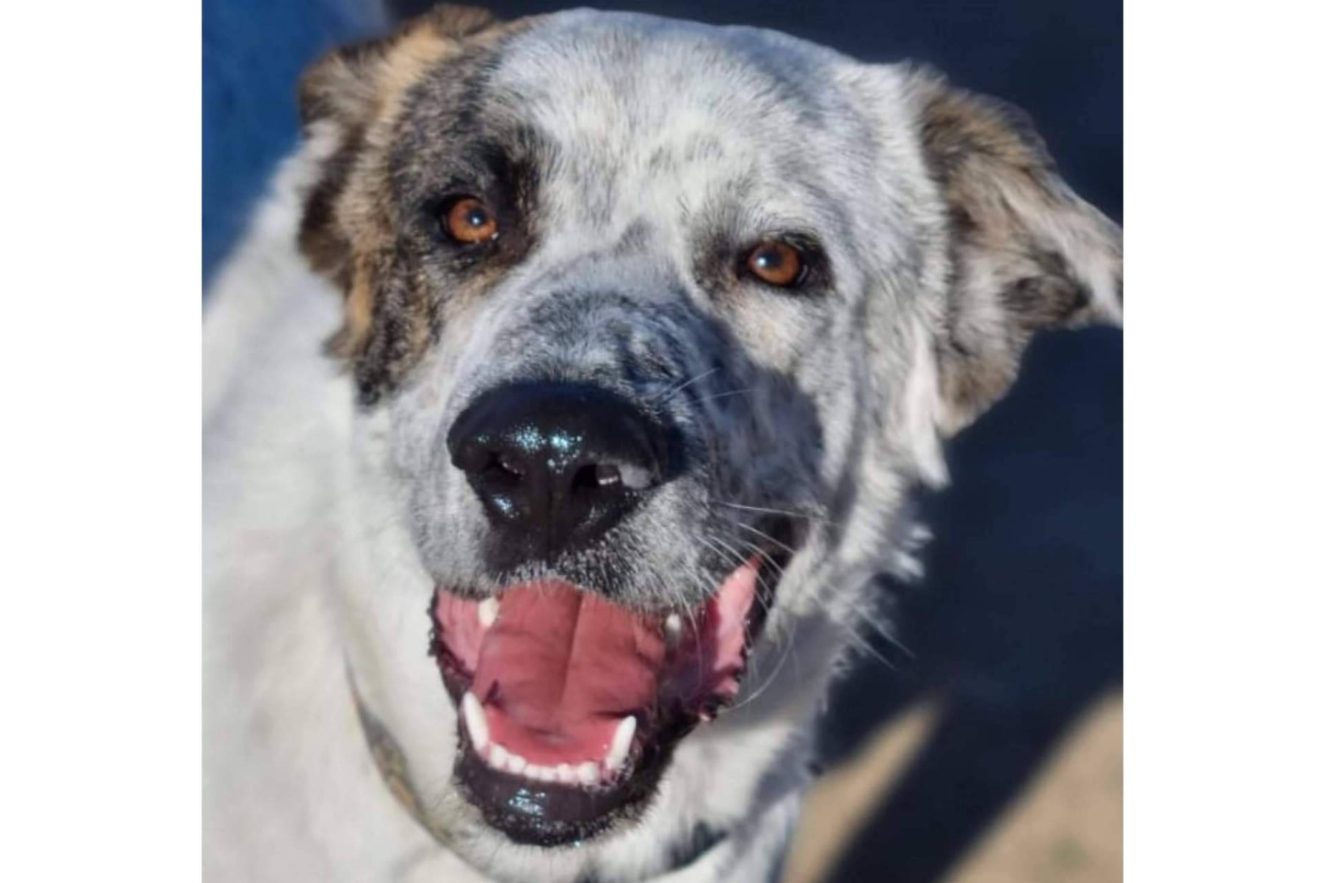 ¿Es buena la guardería canina para los perros con ansiedad por separación?, por PERROBUENO