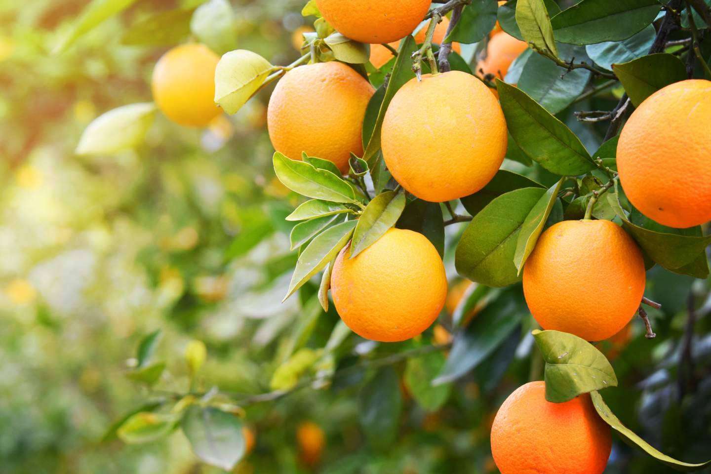 Sabor a Naranjas, ¿Cuáles son los beneficios del consumo de naranjas frescas?