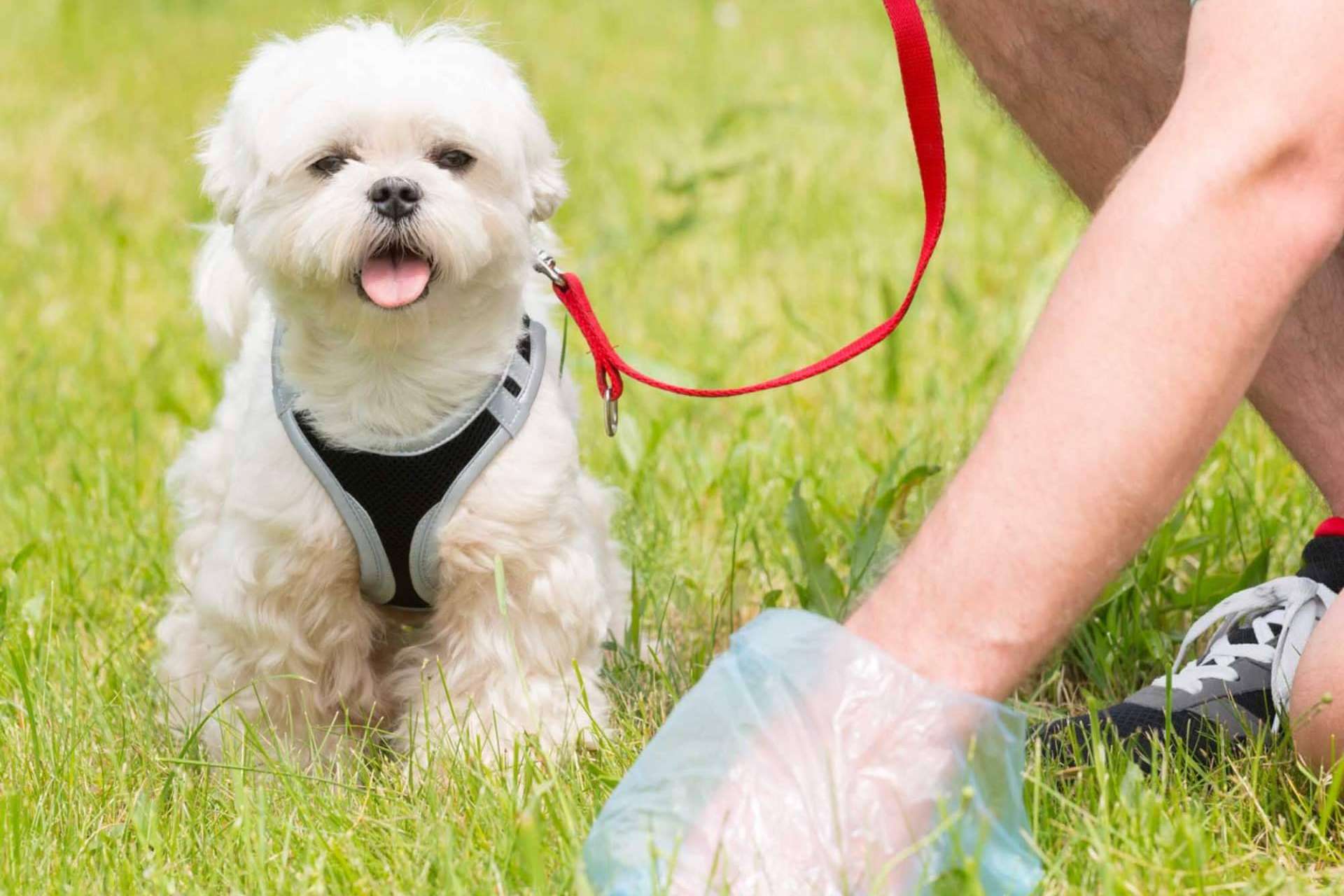 ¿Por qué es importante realizar un censo canino y control de heces en las localidades?