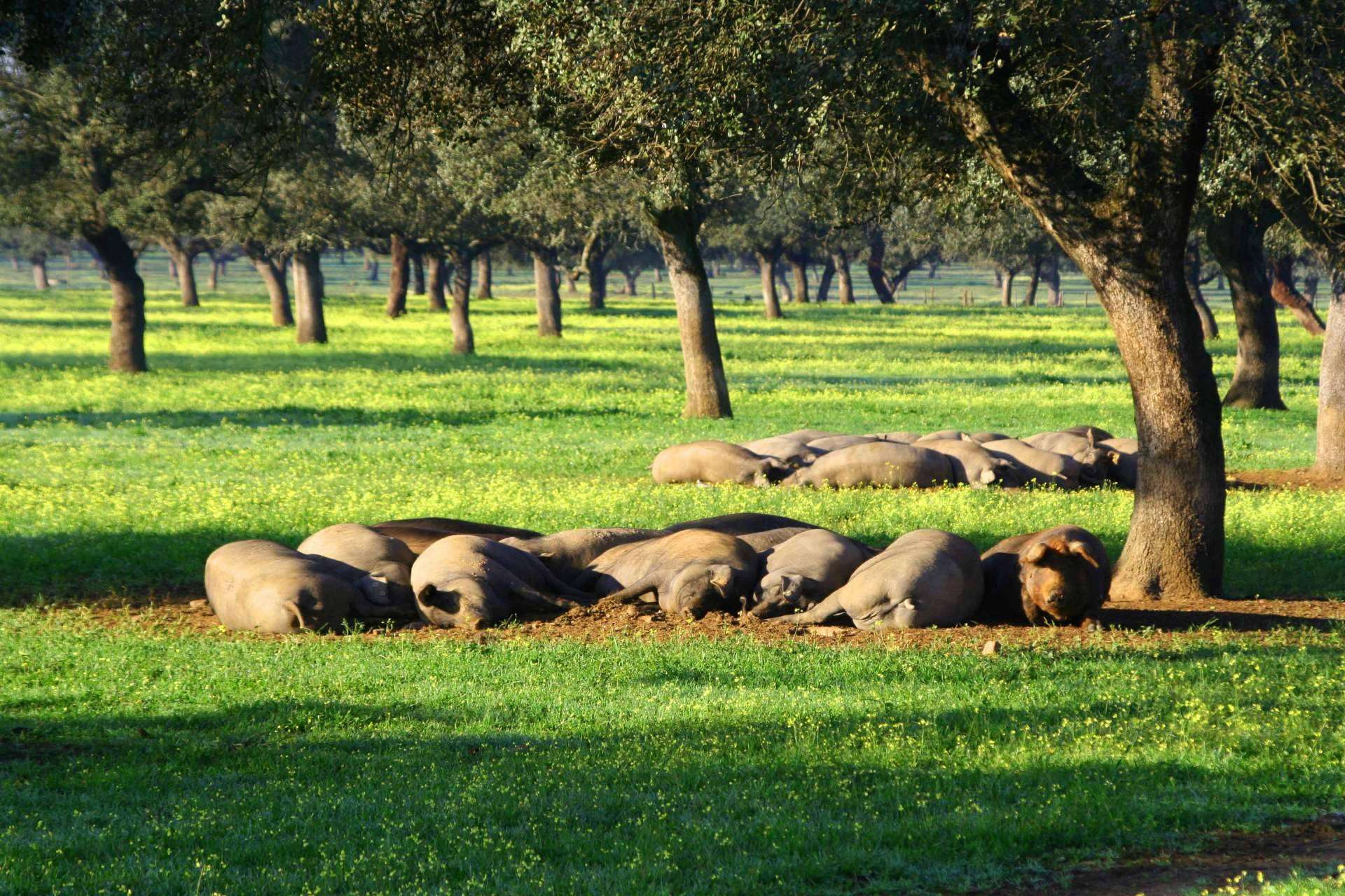 El jamón ibérico y de bellota suponen una protección cardiovascular
