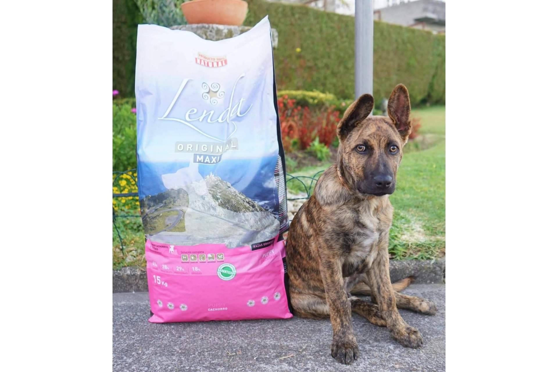 La alimentación adecuada para cachorros de razas grandes y gigantes, de la mano de Lenda