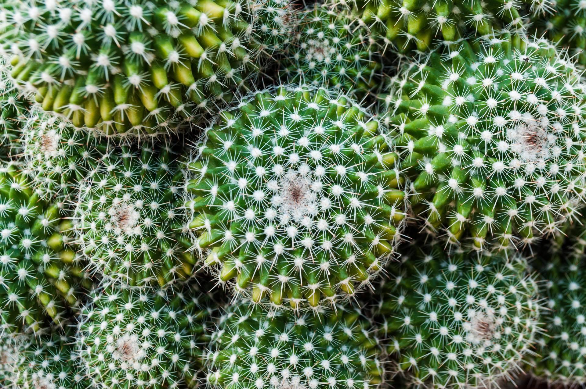 Comprar cactus online en Cómprate Un Cactus