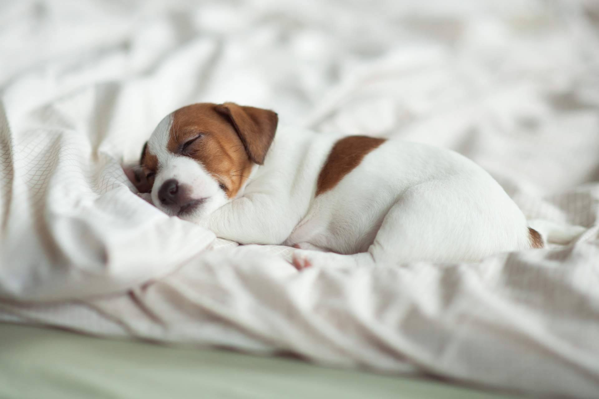La forma de elegir la raza de cachorro perfecta, según la tienda 101 Cachorros
