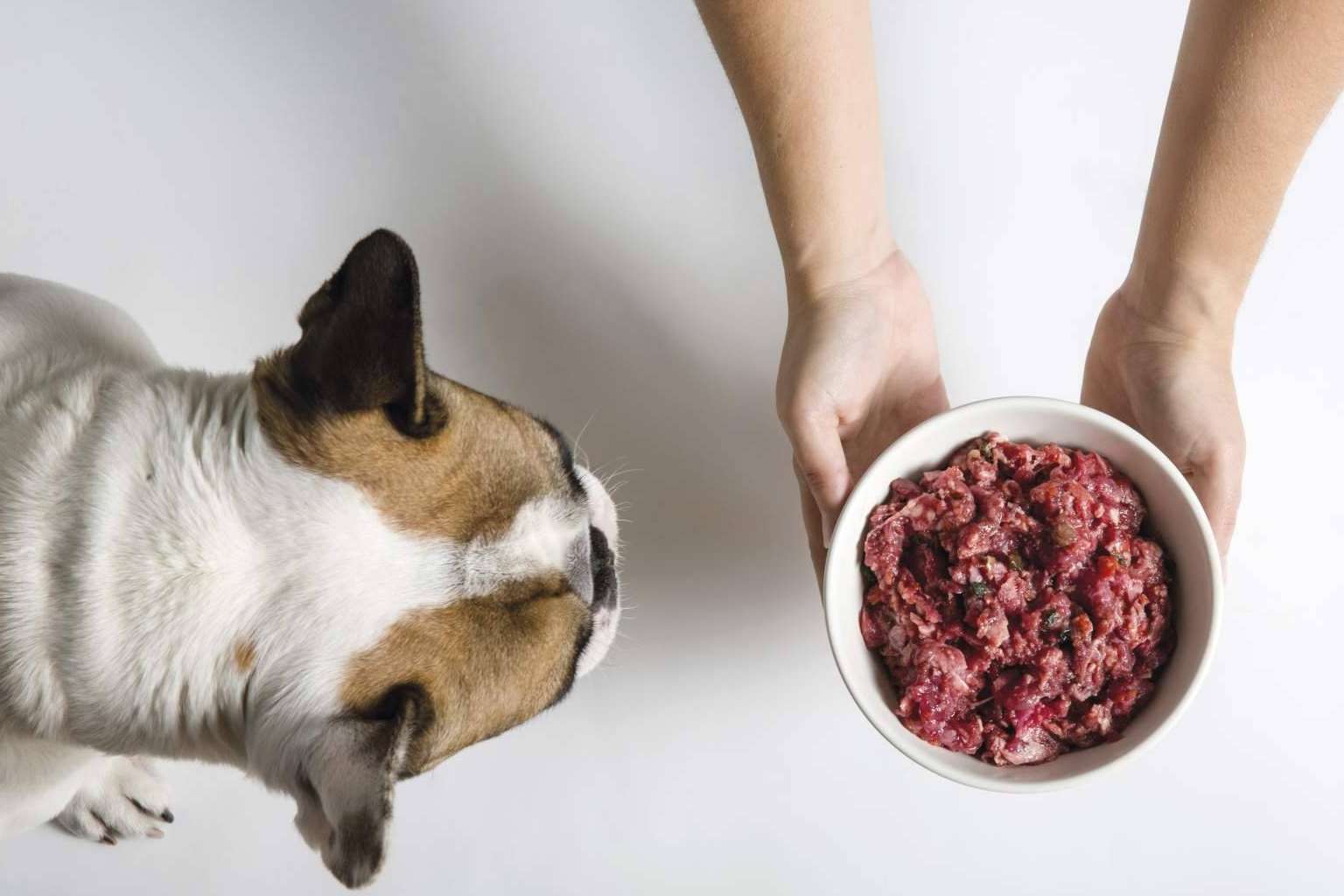 Los beneficios que ofrece la dieta BARF a los perros
