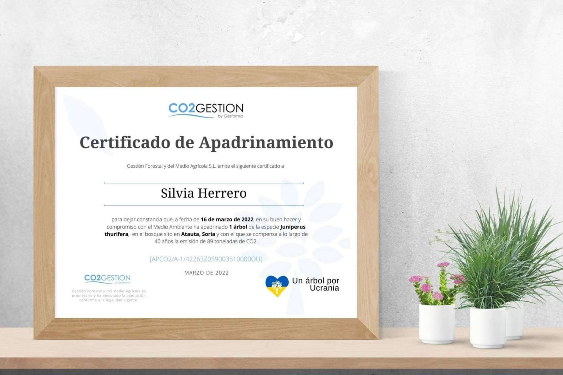 Regalar un árbol para conservar el medioambiente, una idea sostenible y original para las ocasiones especiales