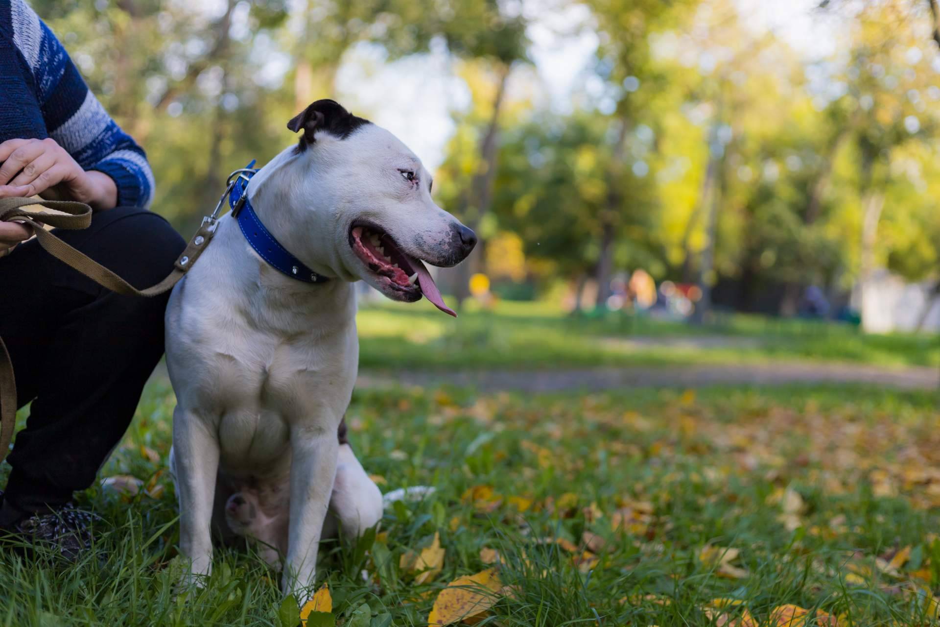 La verdad sobre los perros potencialmente peligrosos