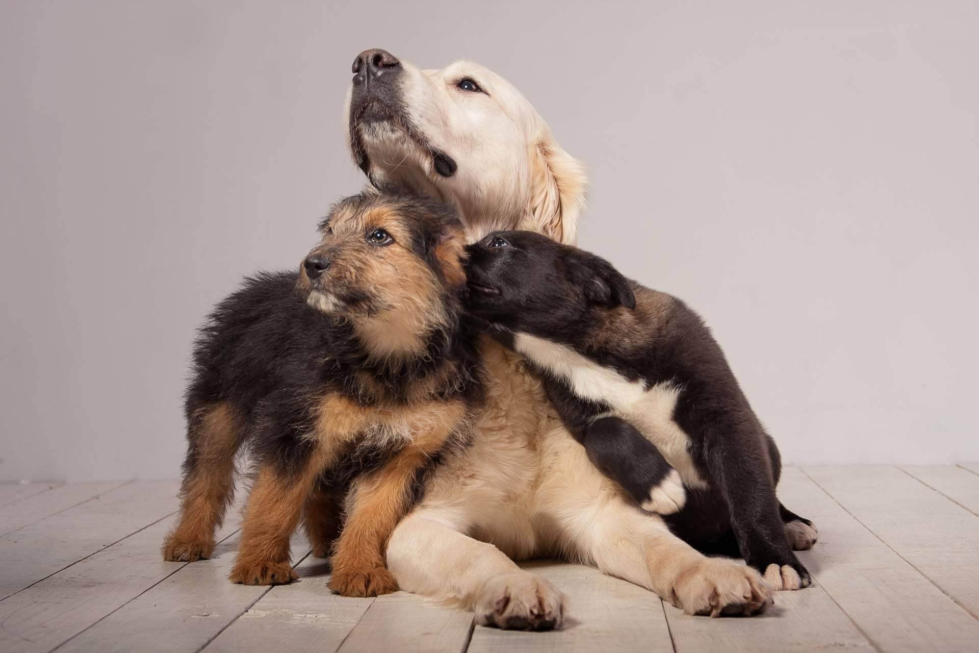 Cachorros de razas de linaje puro y criados en familia de la mano del criadero de perros Cachorros del Valle