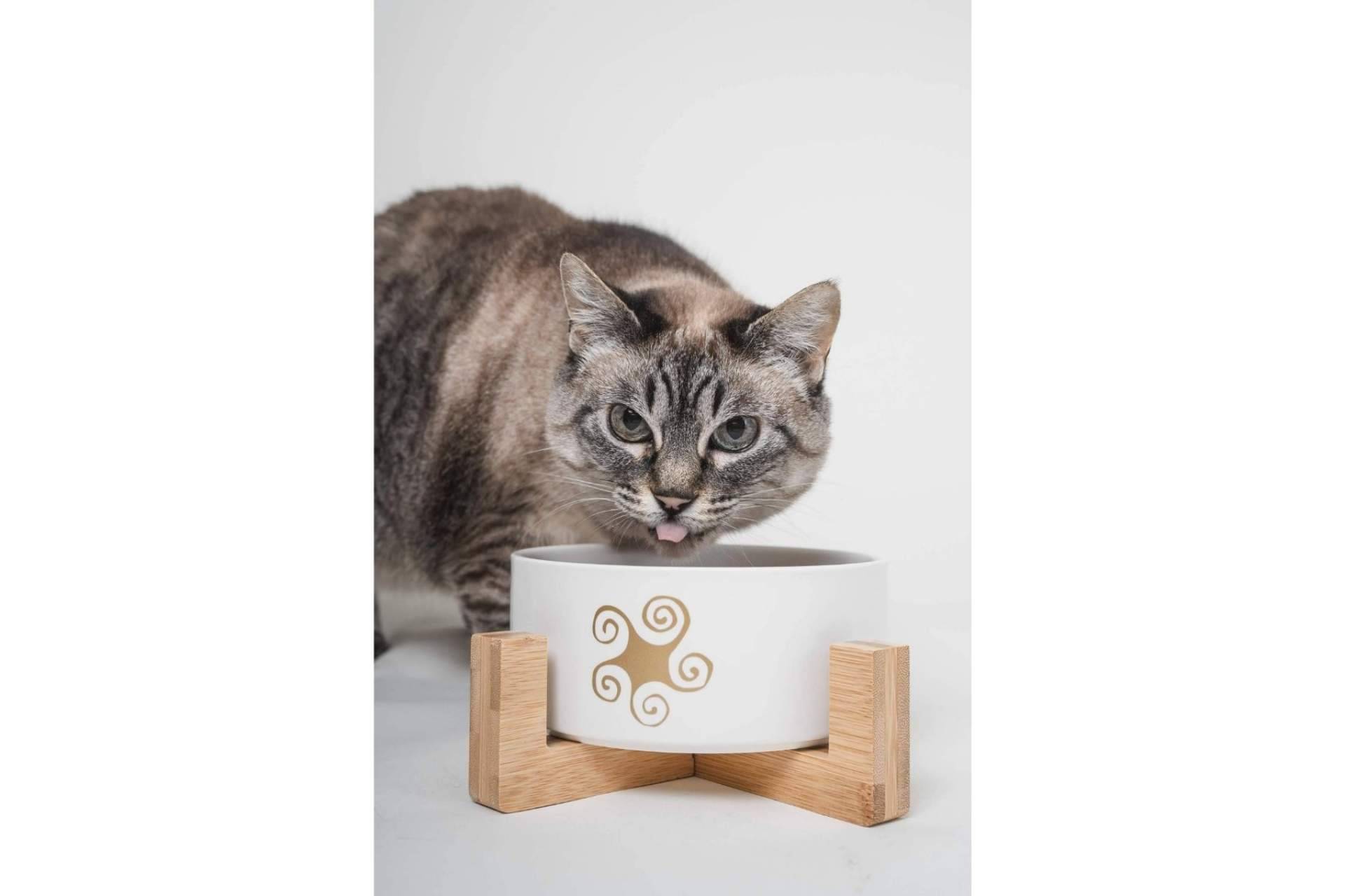 ¿Qué beneficios aporta la comida natural para gatos?, por Lenda