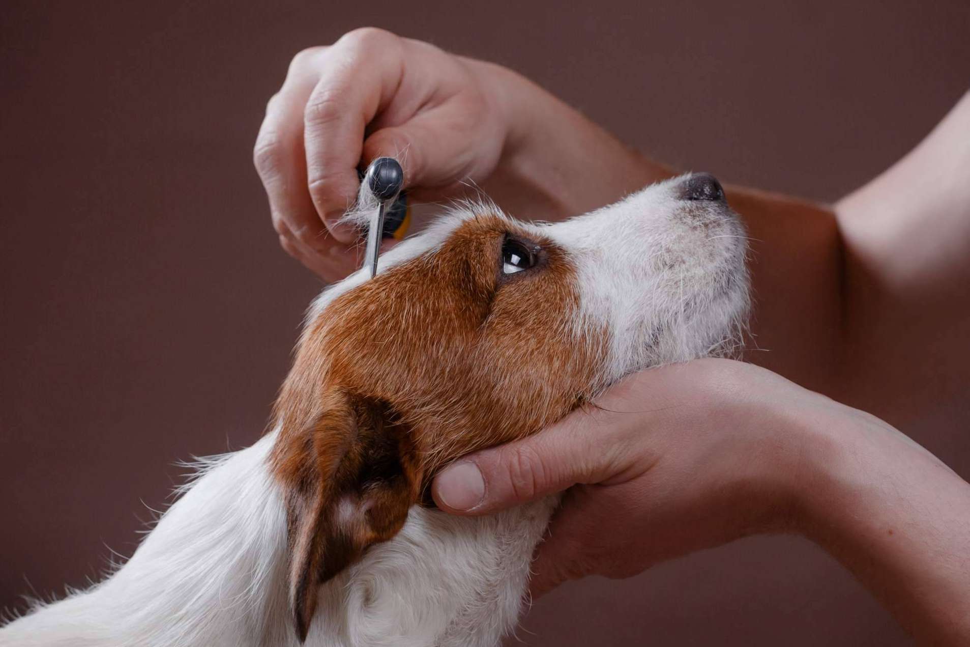 Los consejos para tratar los parásitos en perros, por el centro especializado Cachorros del Valle