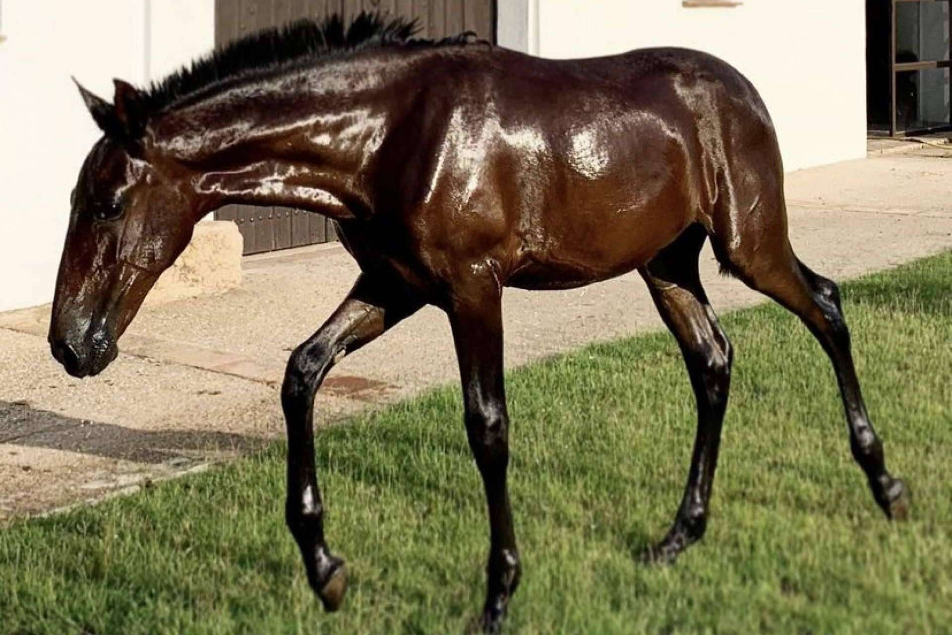 Yeguada La Pajarita tiene a la venta caballos sementales de pura raza española