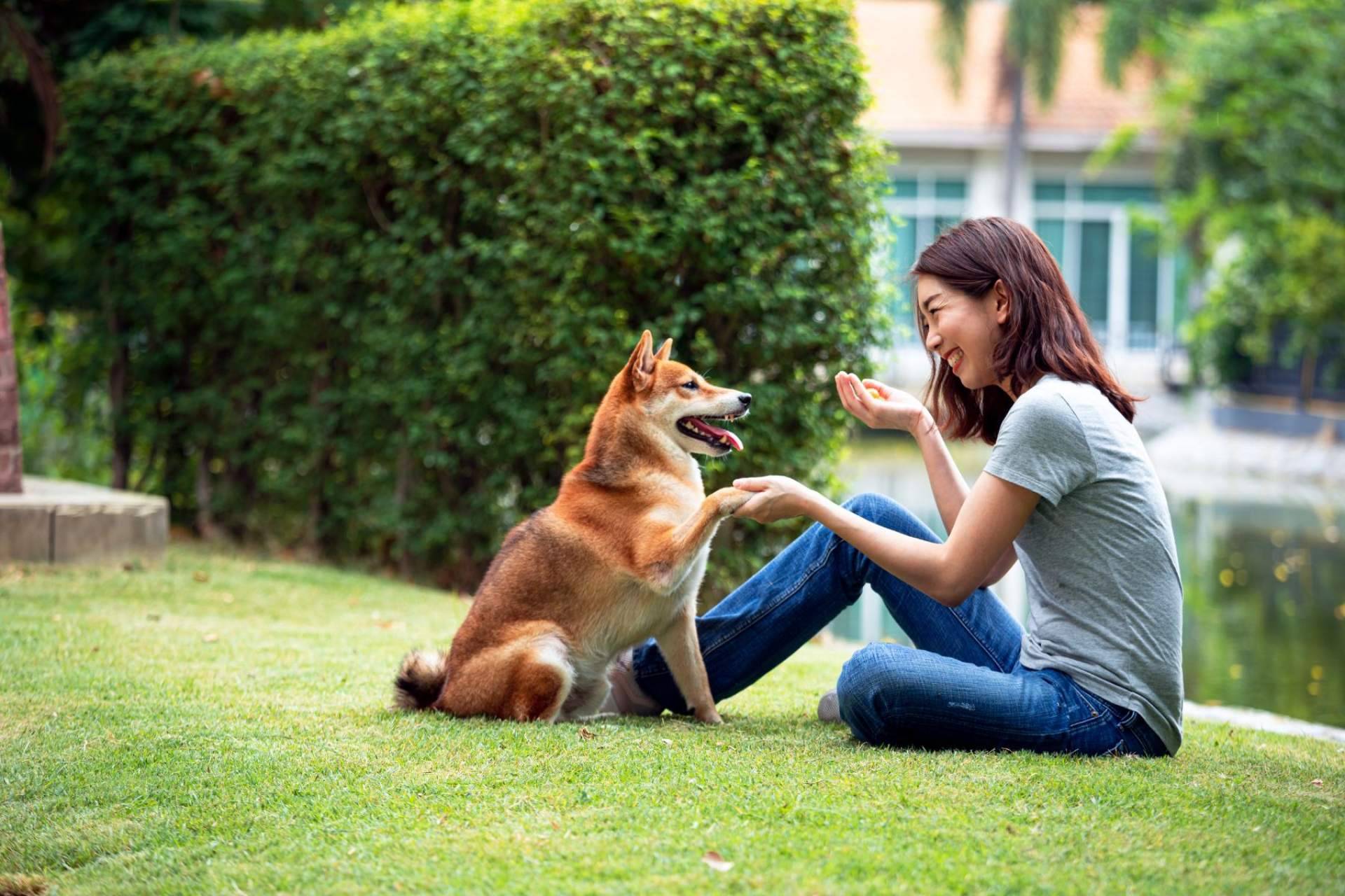 Trabajar el comportamiento de los animales de compañía con refuerzo positivo, de la mano de Antrozoología