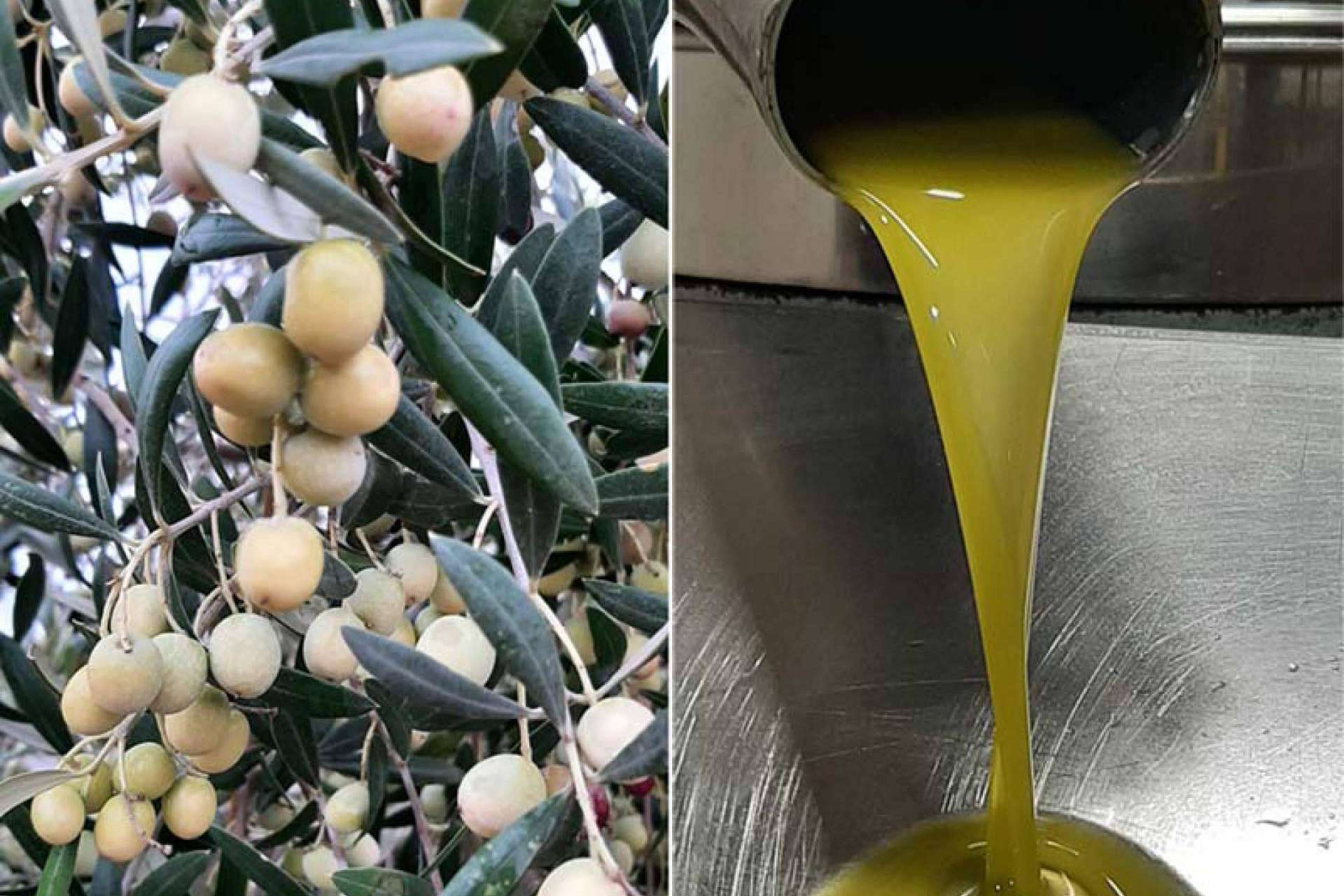 La Cooperativa de la Espluga Calba y su aceite de oliva virgen extra