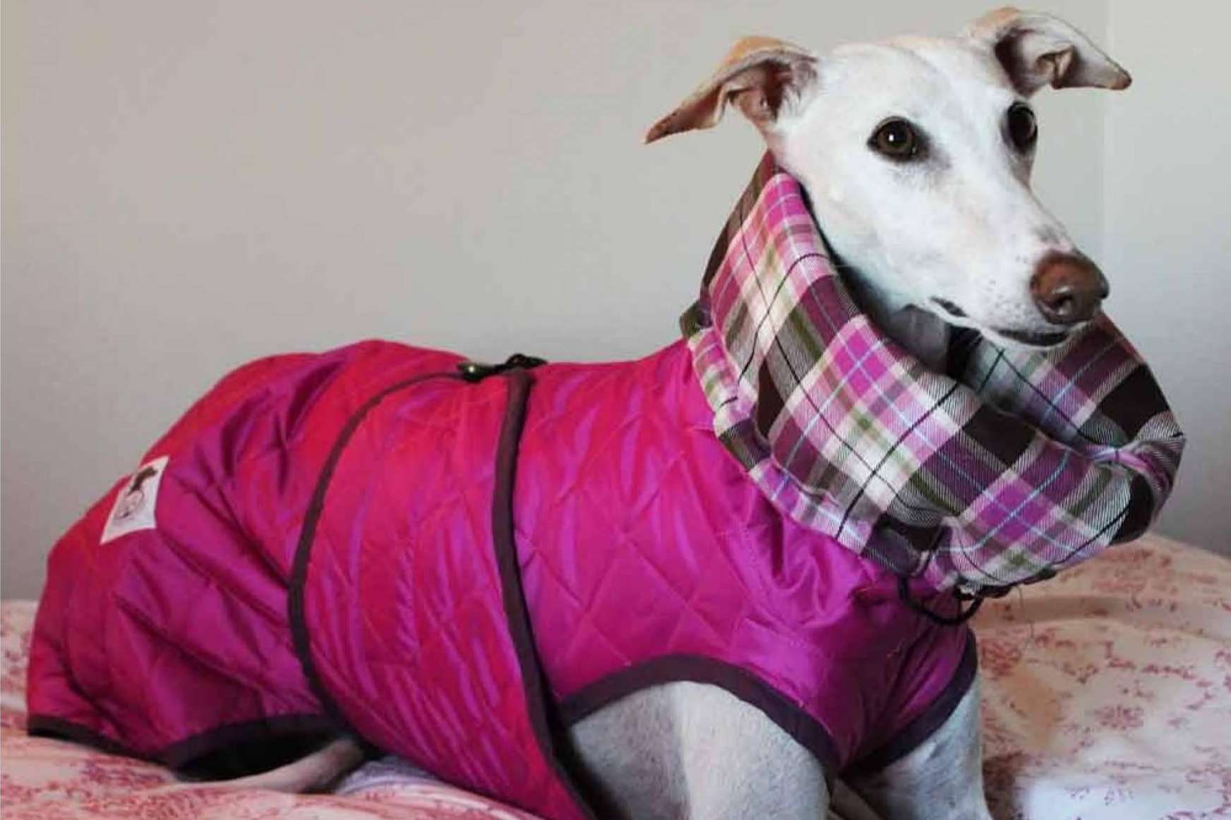 Lucas & Lola ofrece accesorios y ropa para galgo