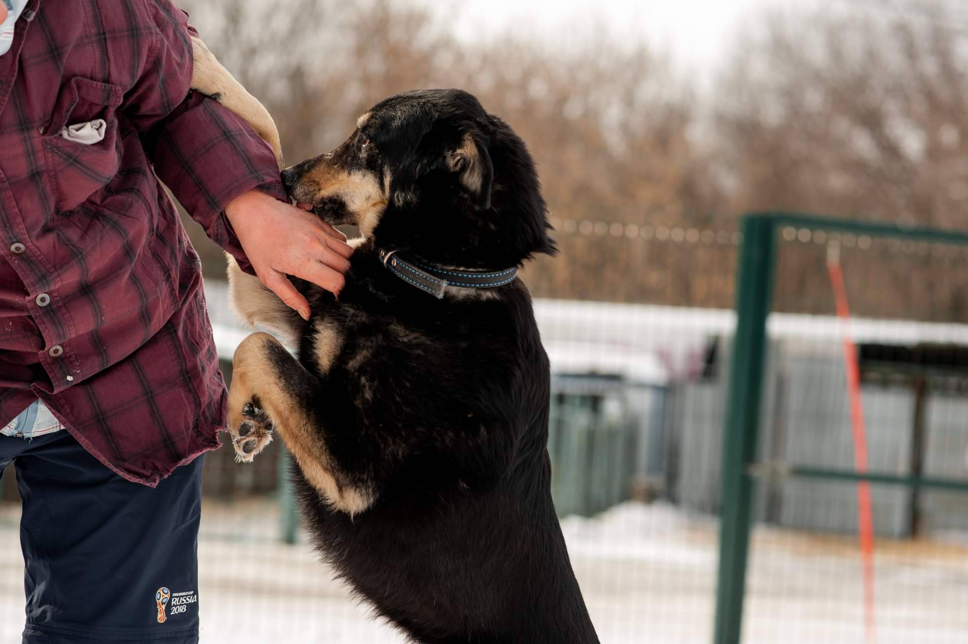 Criadero profesional con una amplia variedad de razas de perros