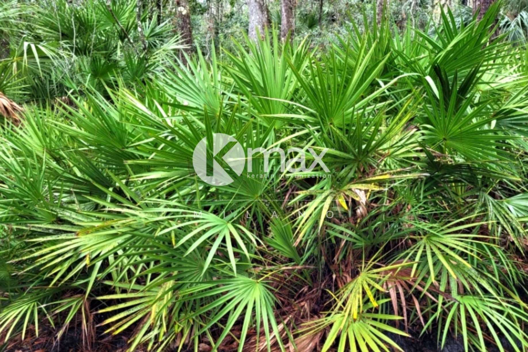 Kmax ofrece productos anticaída que incorporan Serenoa repens